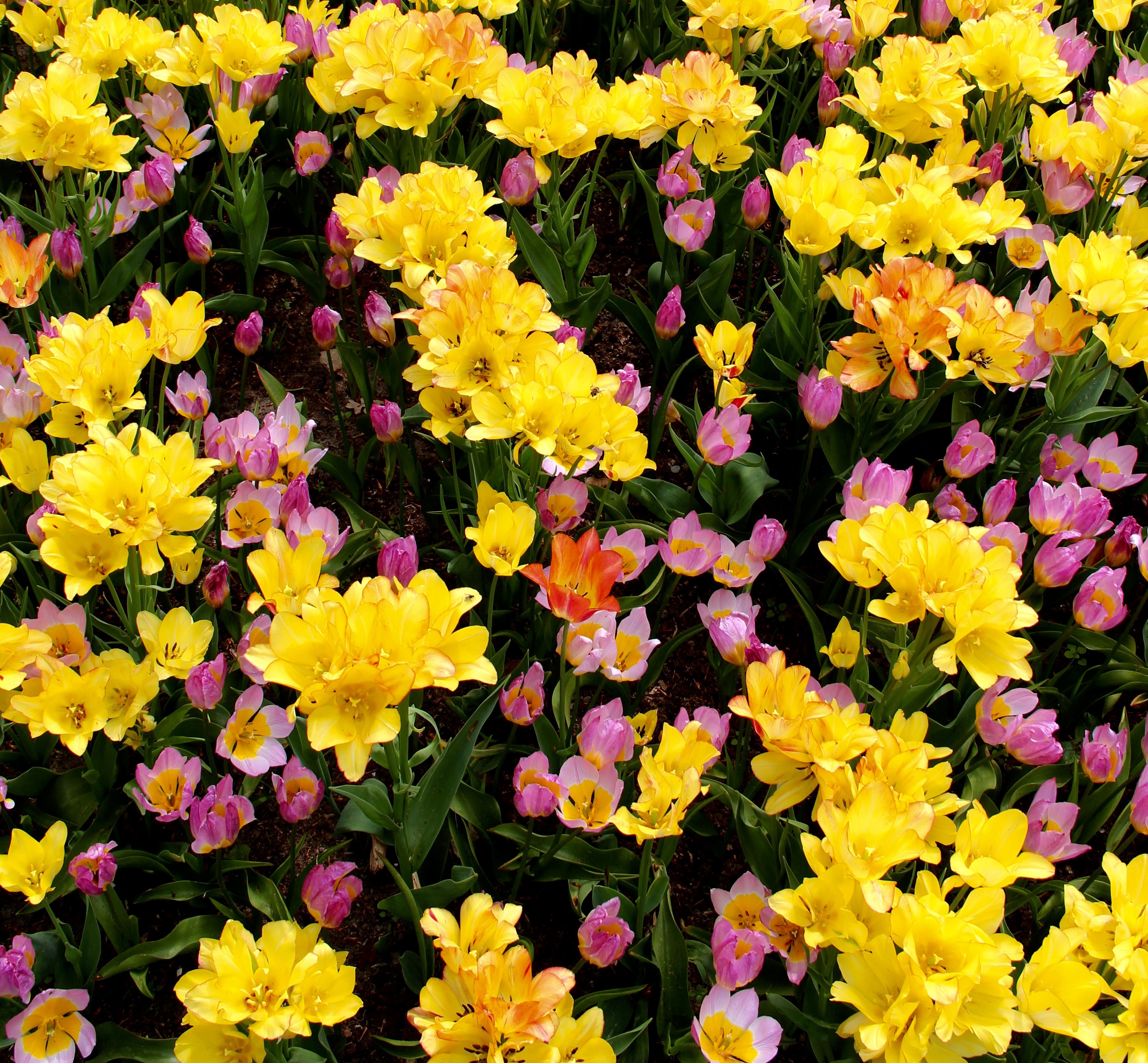 Vibrant Yellow and Pink Tulip Bloom HD Wallpaper
