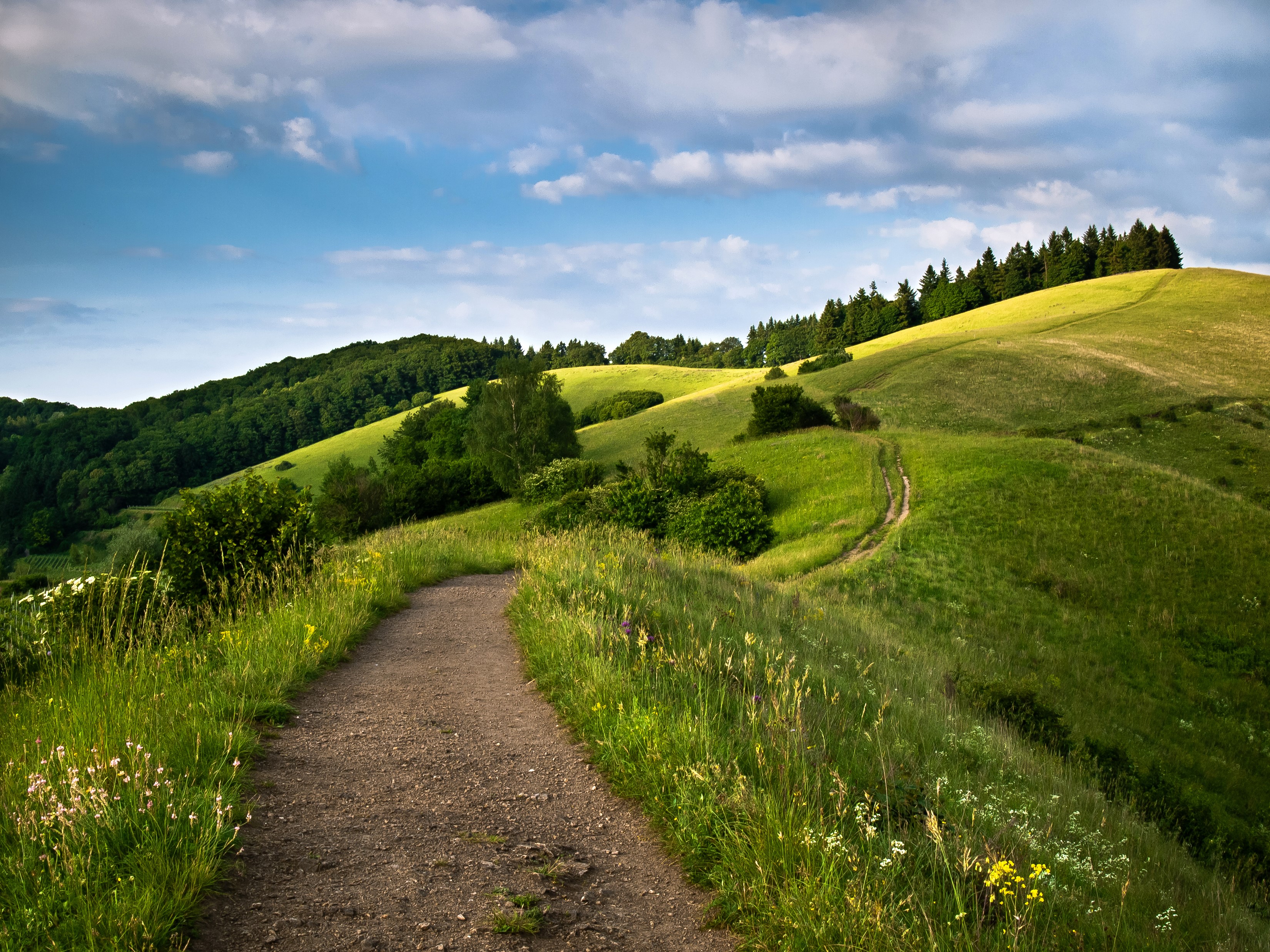 Trail through rolling green hills and forests in Schelingen, Germany HD Wallpaper