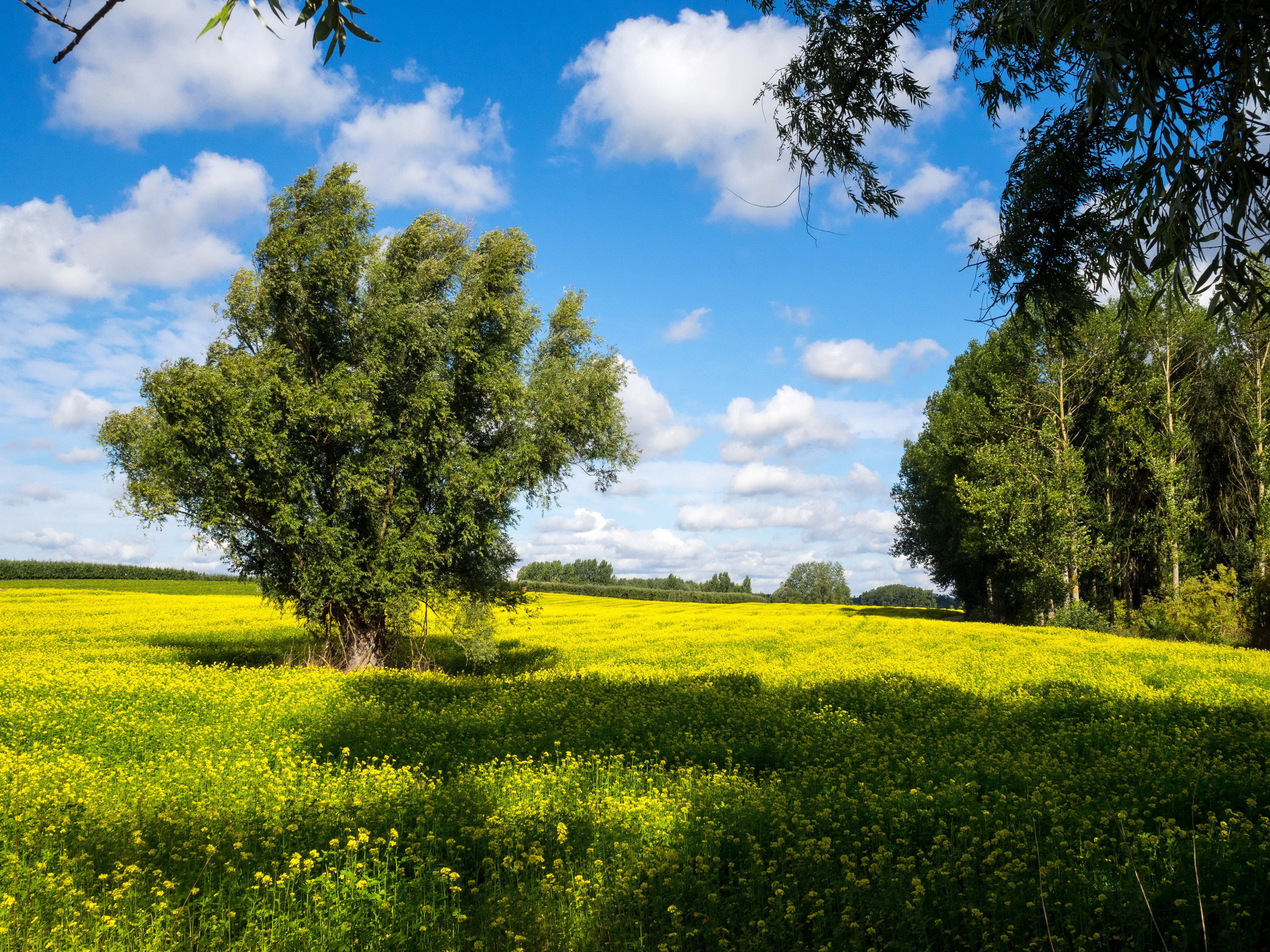Rapeseed field with trees and clouds in Kolmont, Belgium HD Wallpaper