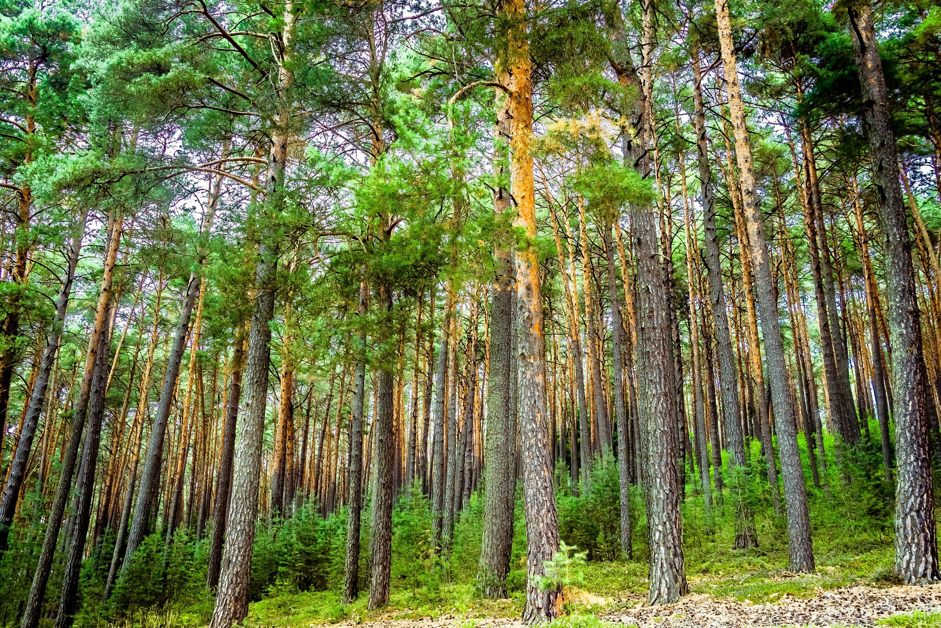 Tall pine trees in a dense forest HD Wallpaper