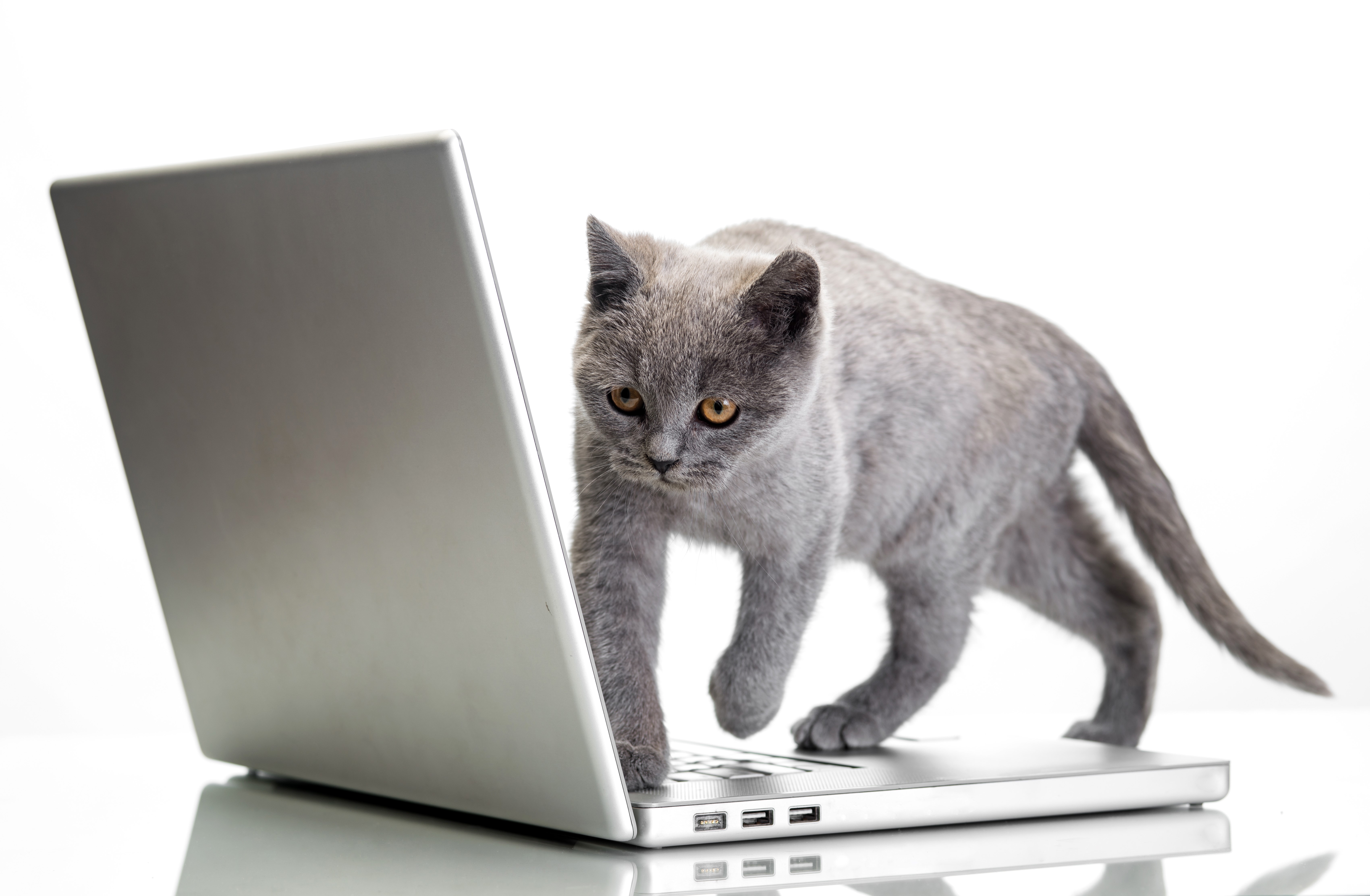 Gray kitten on a laptop on a white background HD Wallpaper
