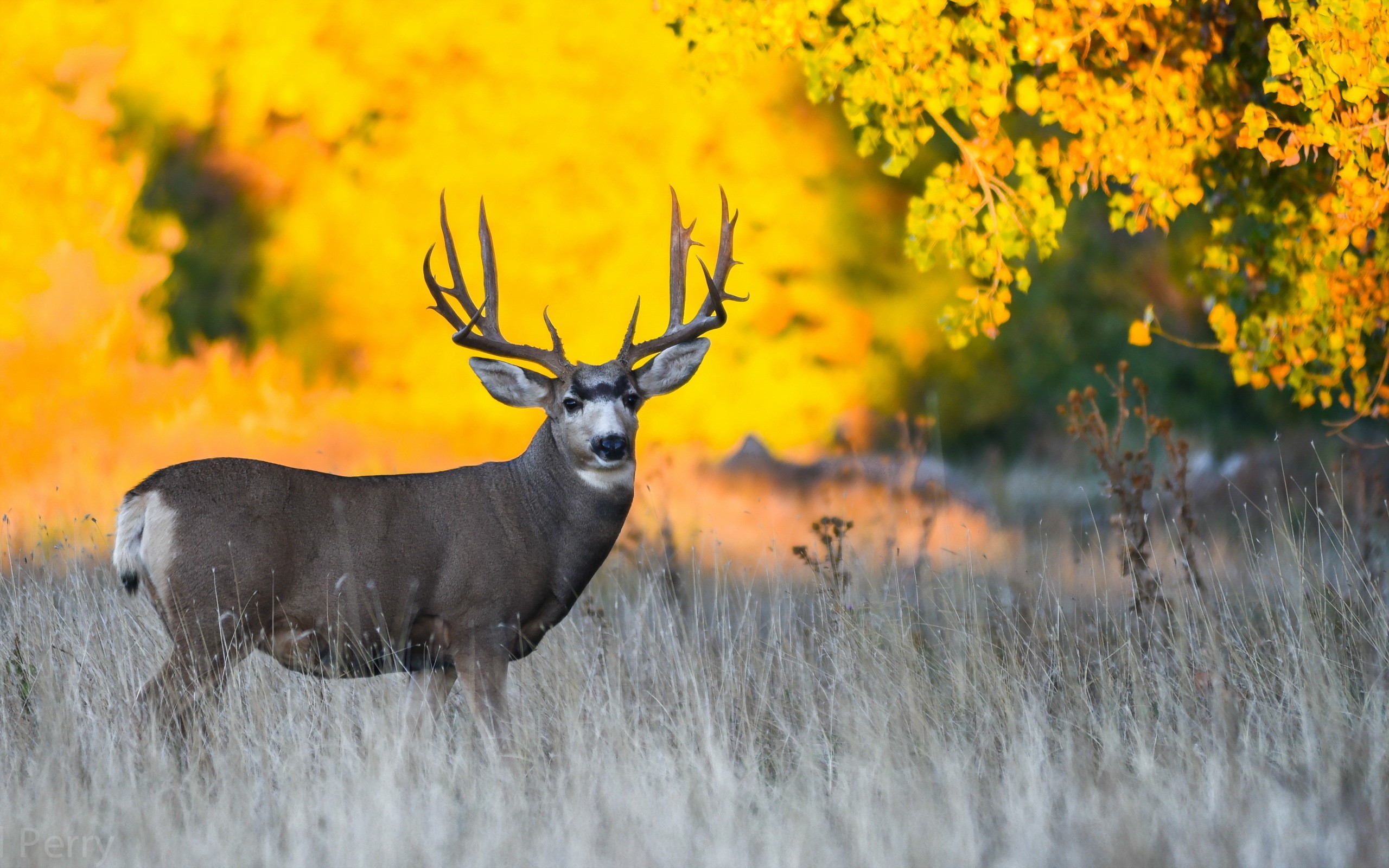 Deer in a field with autumn trees HD Wallpaper