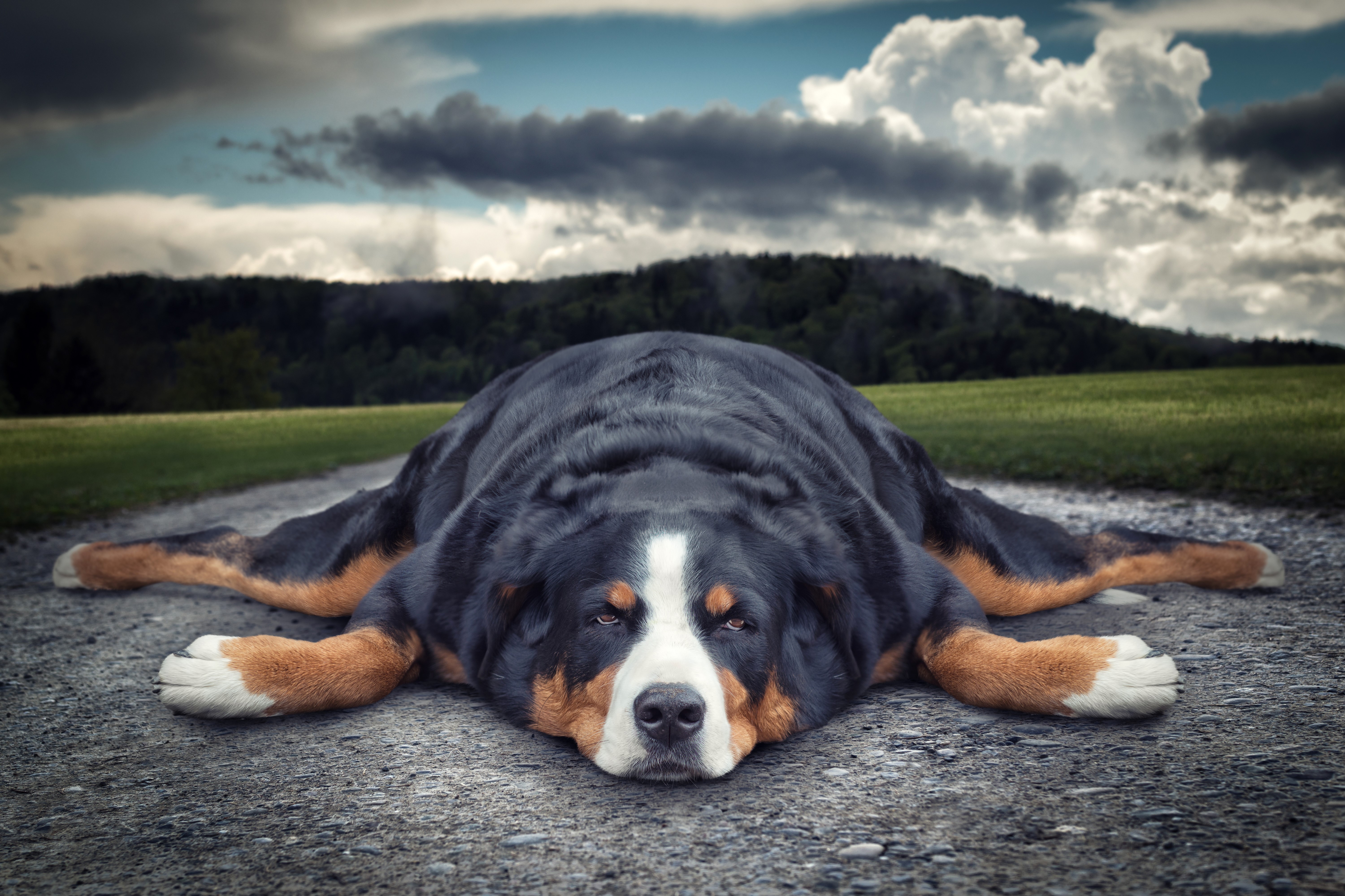 Bernese Mountain Dog lying on a dirt road HD Wallpaper