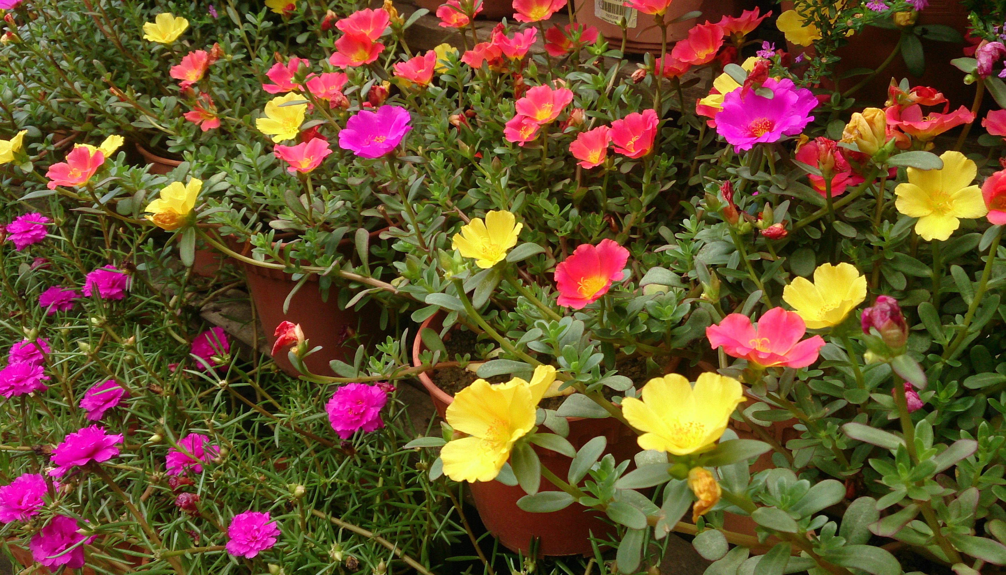 Vibrant Portulaca Flowers in Bloom HD Wallpaper
