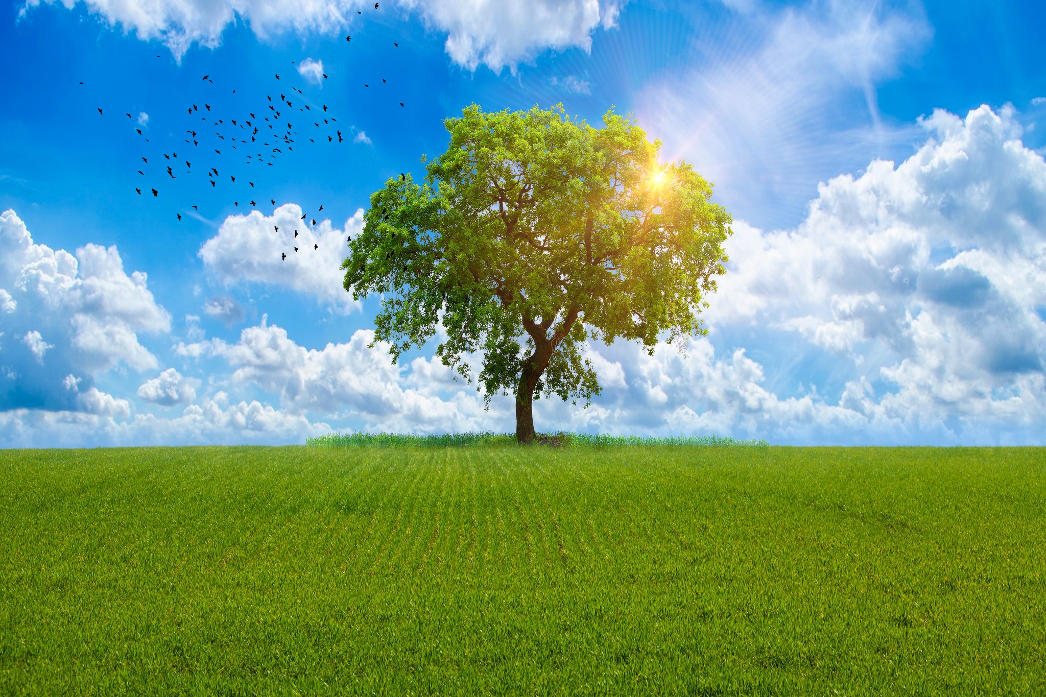 A lone tree in a green field under a blue sky with clouds and birds HD Wallpaper