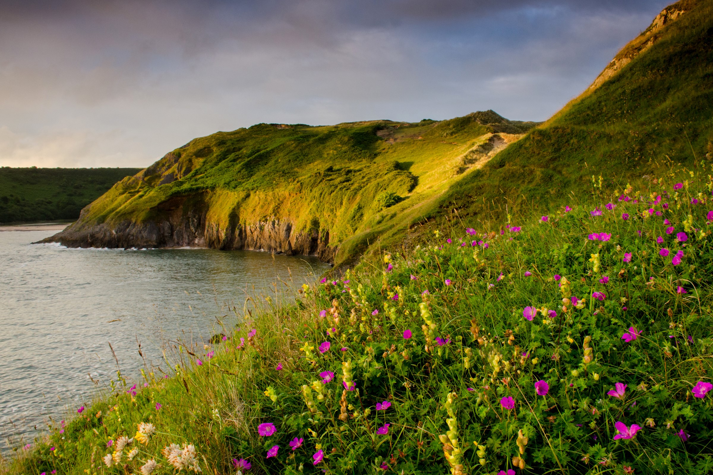 Coastline with green hills and pink flowers in Wales HD Wallpaper