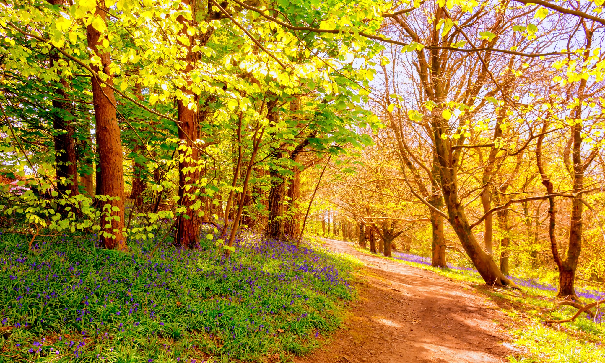Forest path lined with trees and bluebells HD Wallpaper