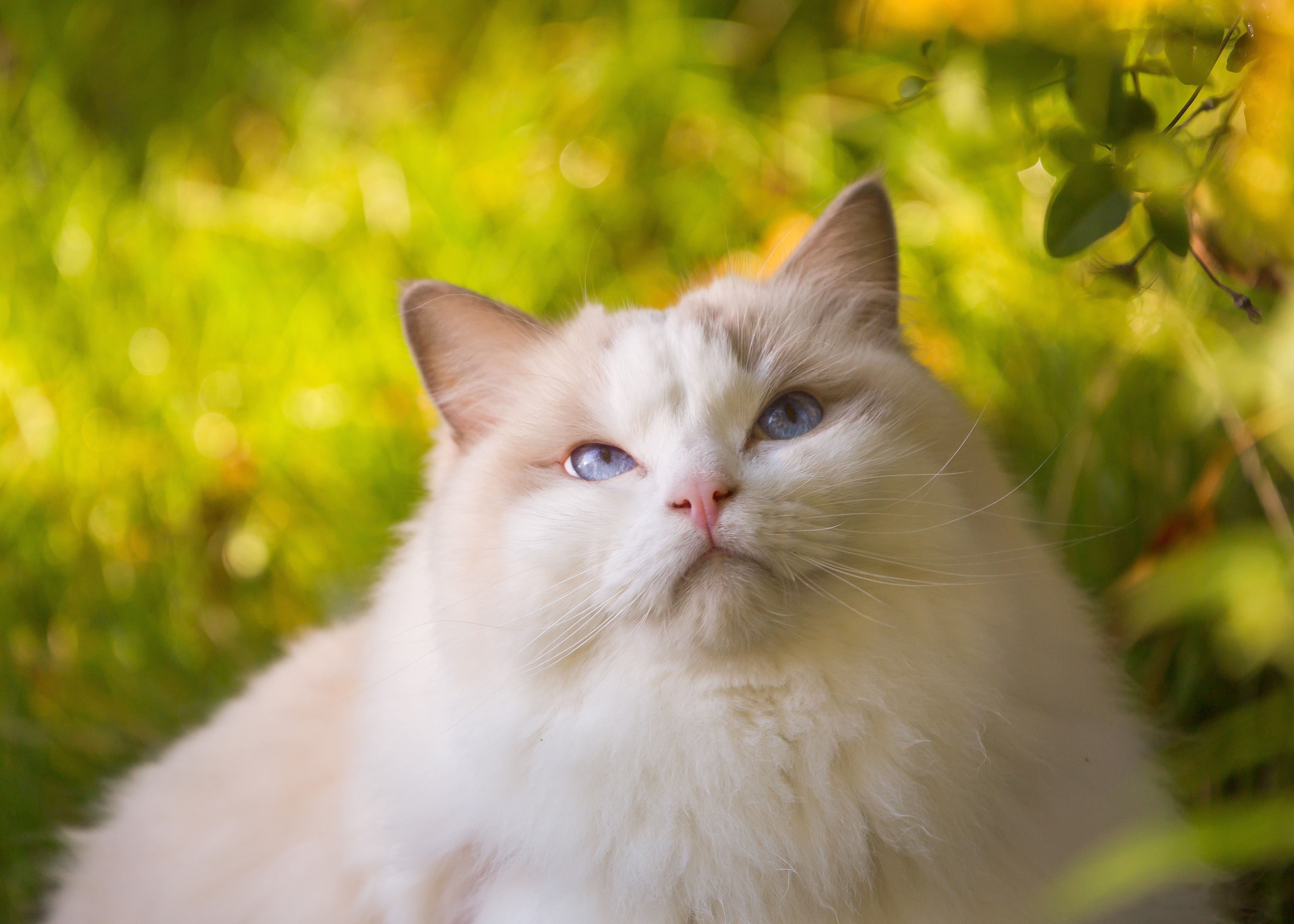Ragdoll cat with blue eyes in nature HD Wallpaper