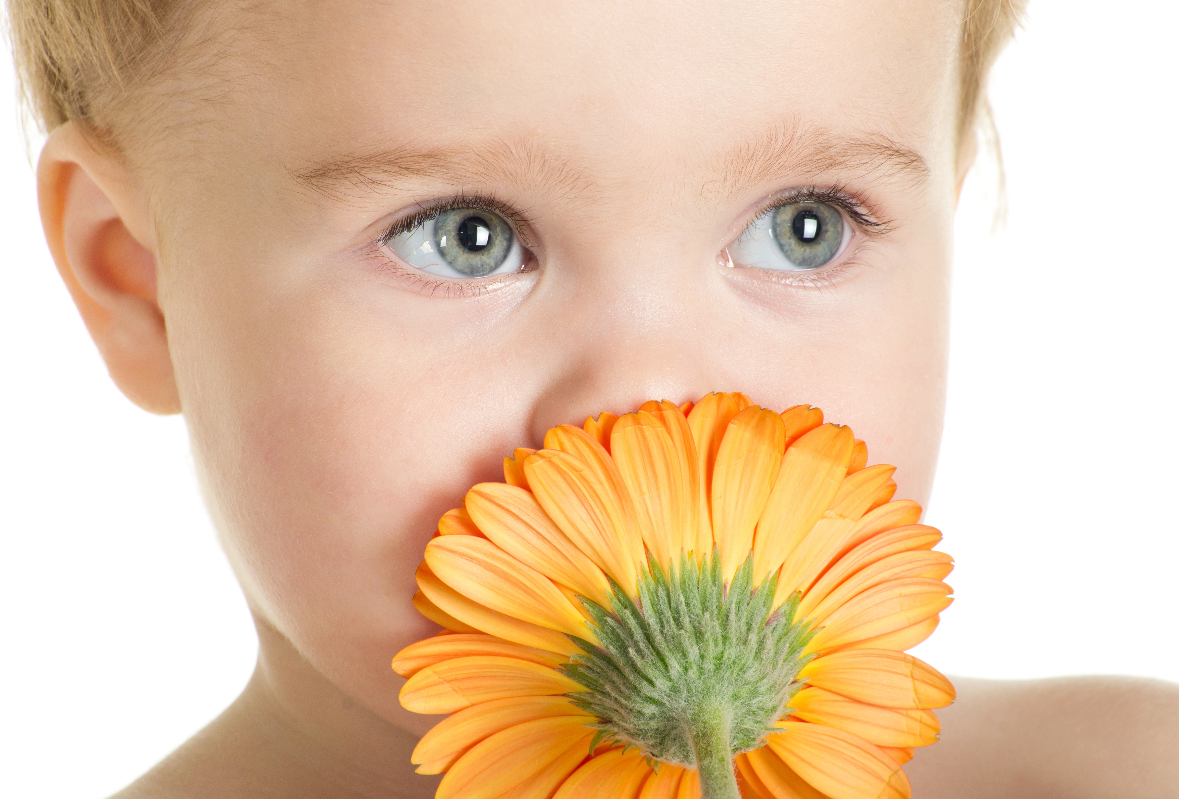 Little girl with orange Gerbera daisy HD Wallpaper