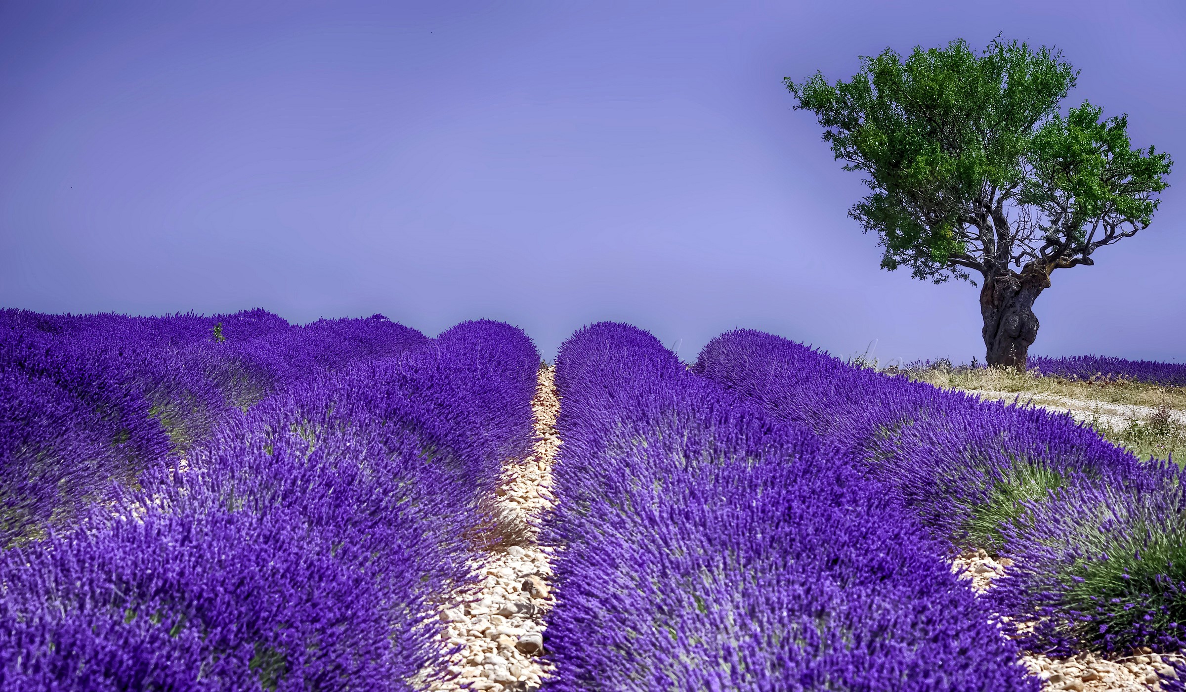 Lavender field with a tree HD Wallpaper