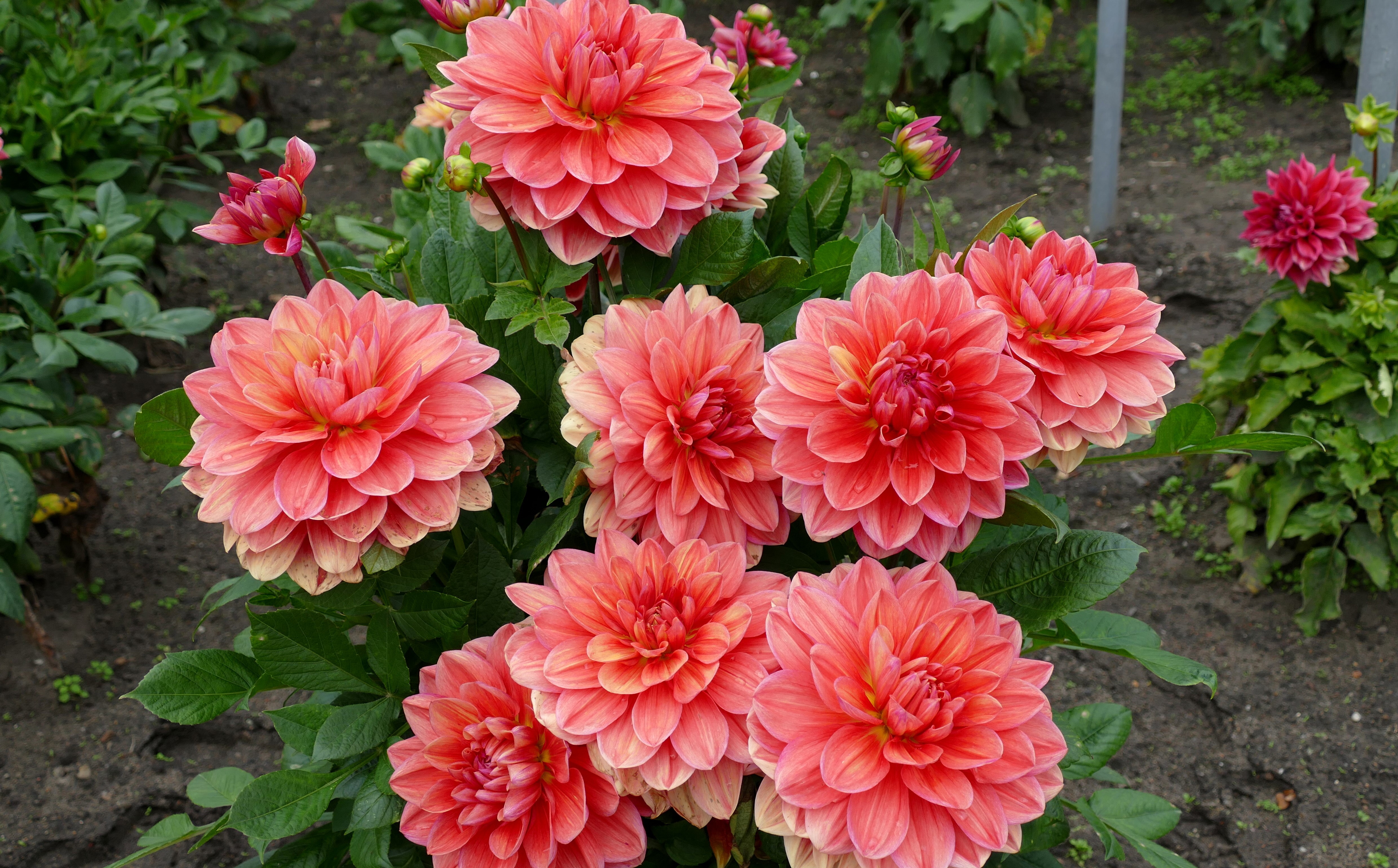 4K Dahlias with Pink and Coral Petals HD Wallpaper