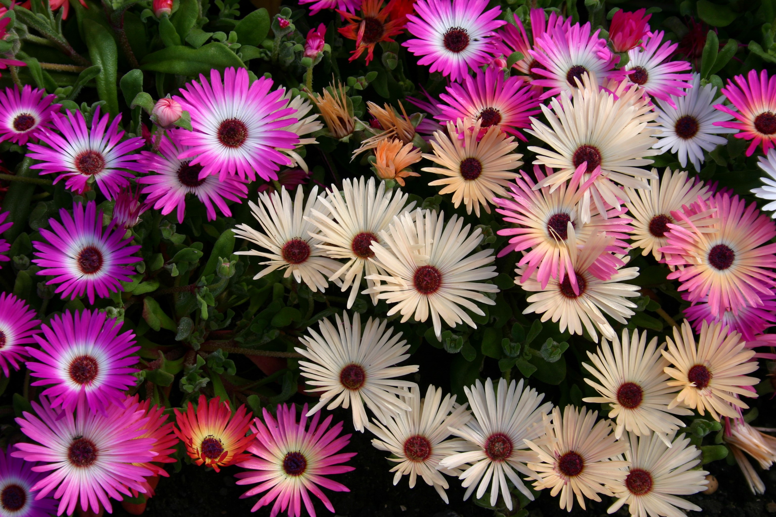 Close-up of colorful Mesembryanthemum flowers HD Wallpaper