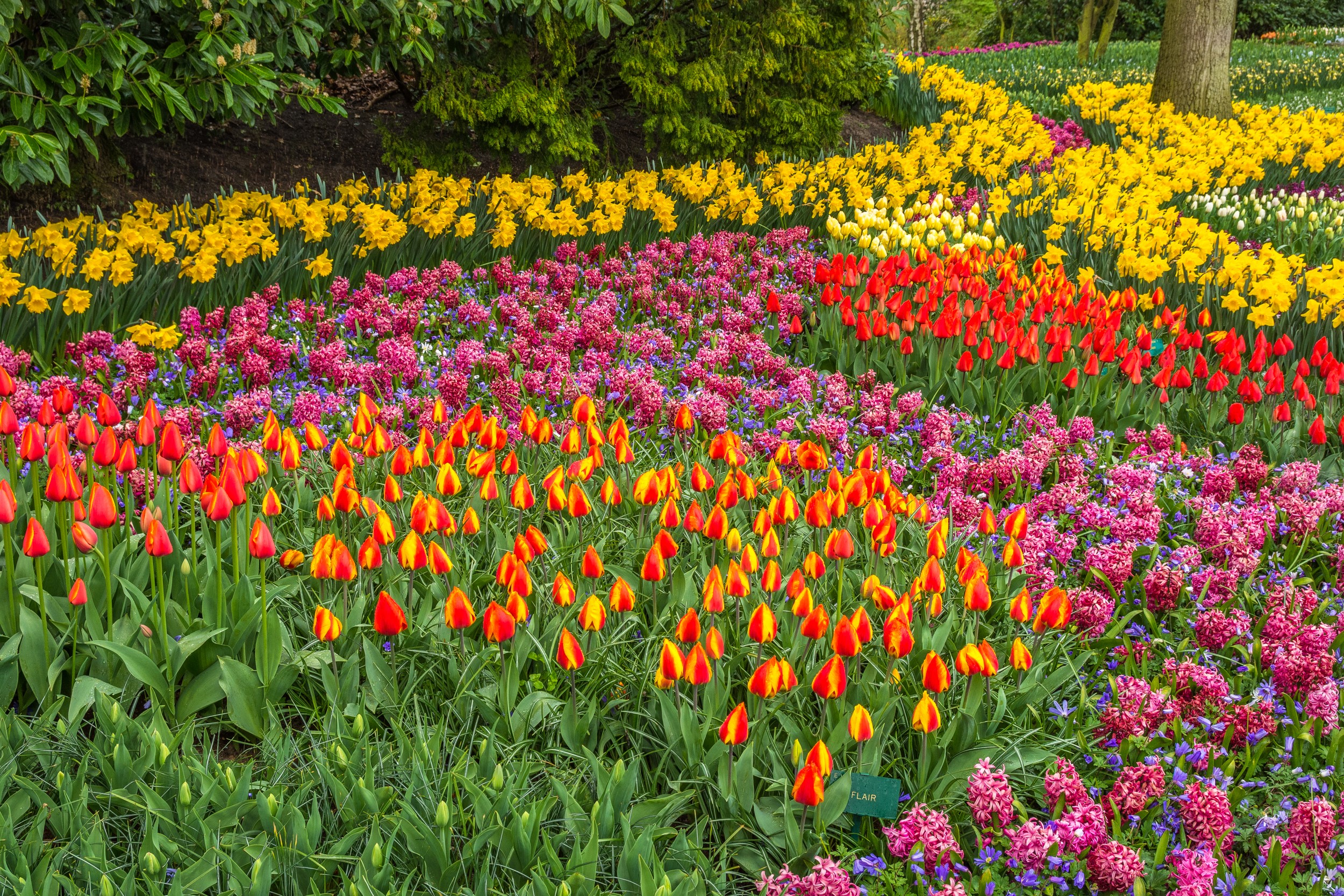 Keukenhof Gardens with Rows of Tulips and Daffodils HD Wallpaper