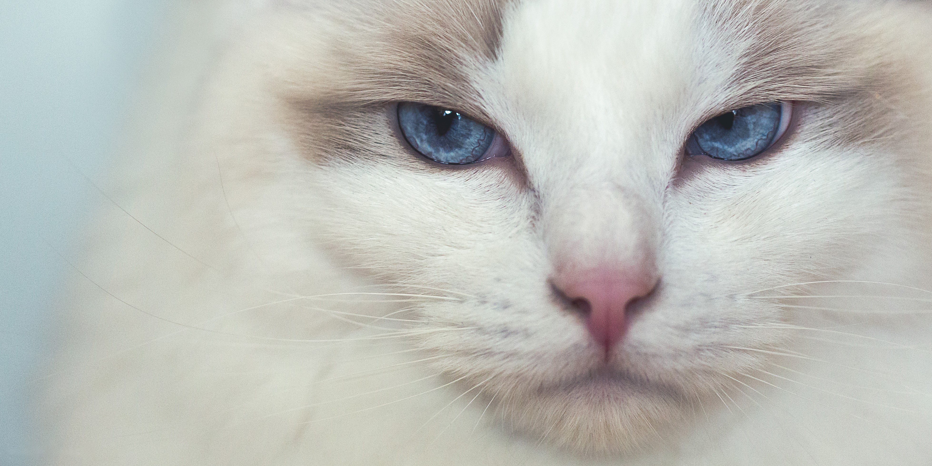 Close-up of a Ragdoll cat's face HD Wallpaper