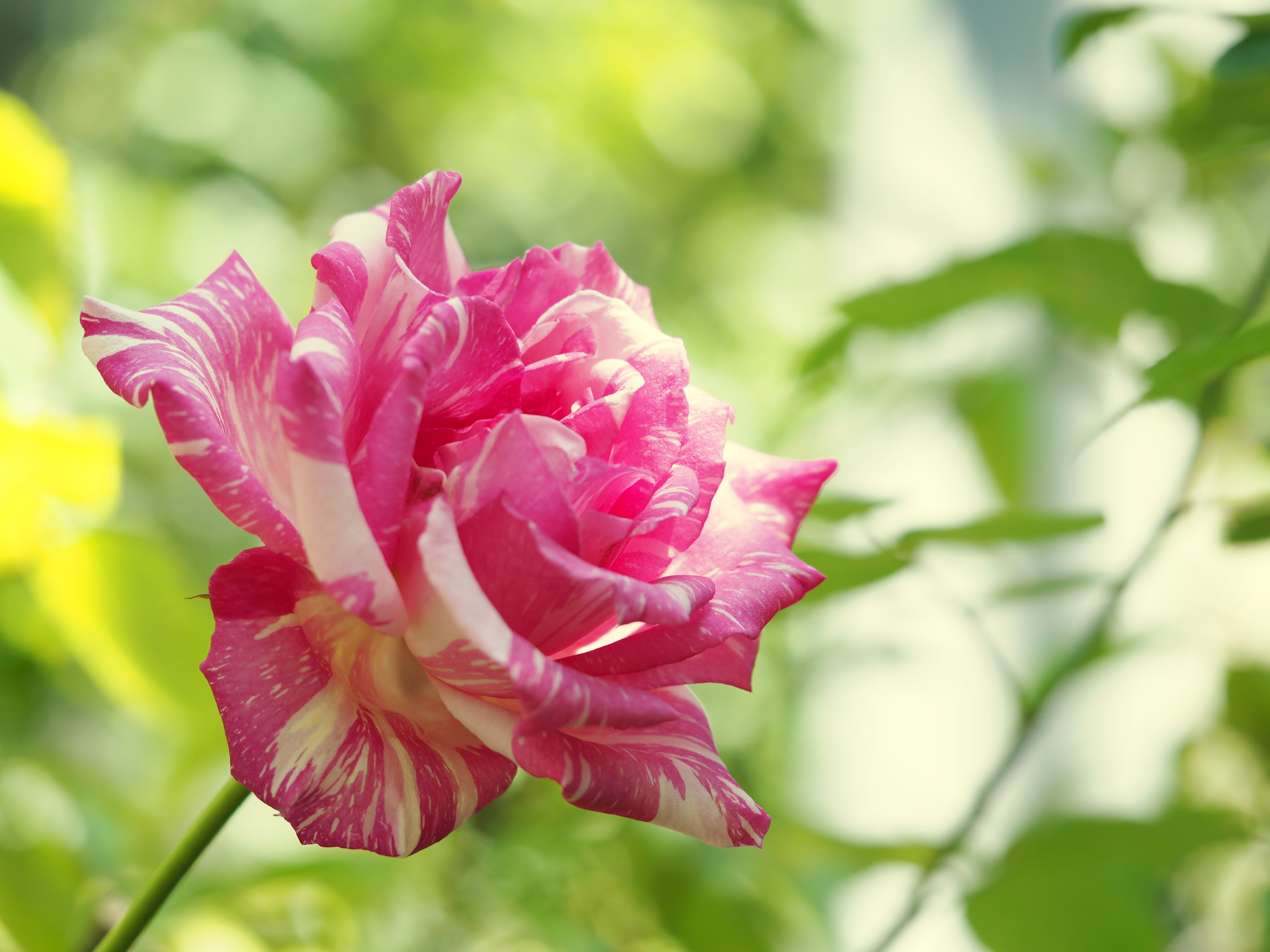 Striped Pink and White Rose HD Wallpaper