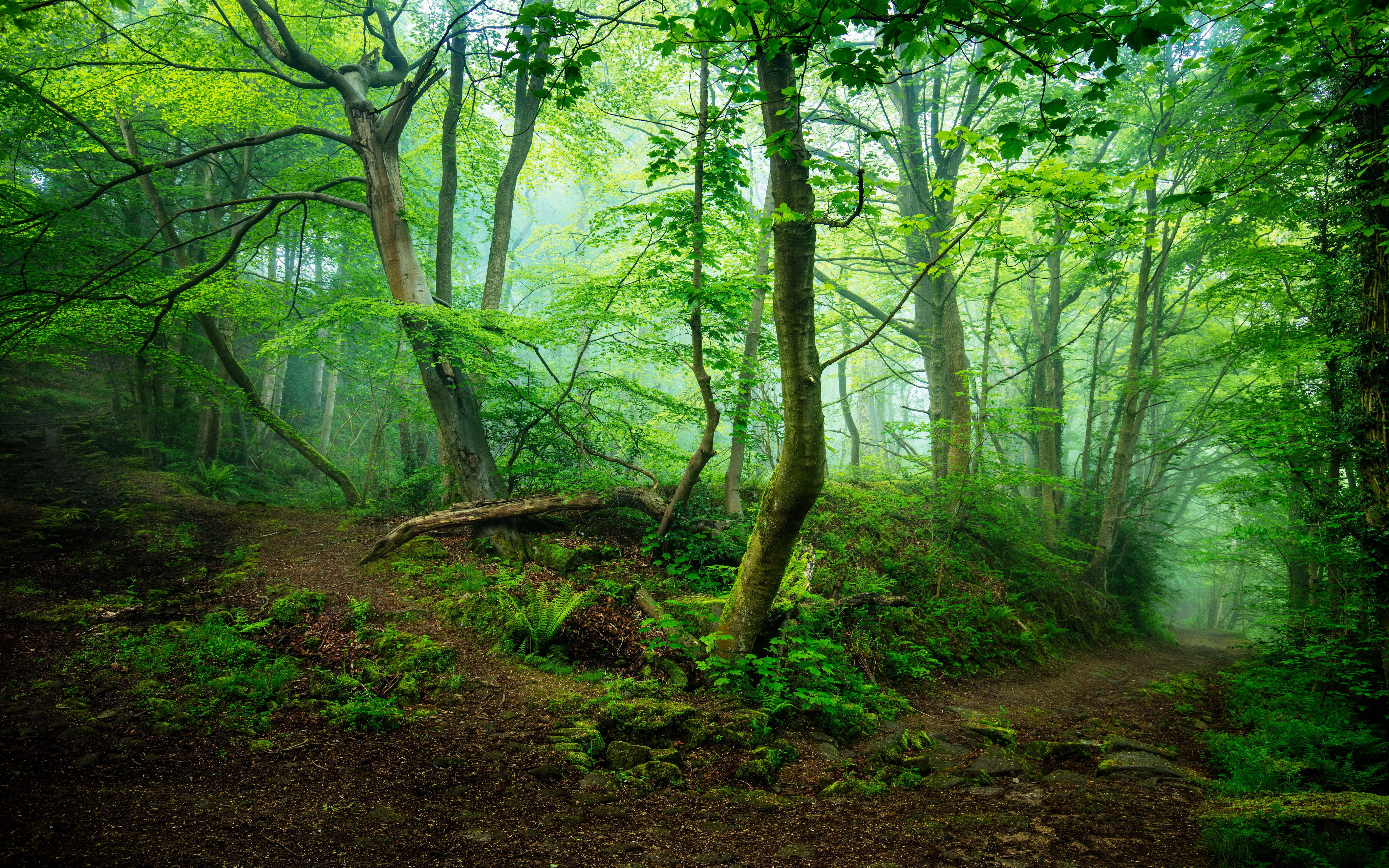 Forest path in Two Dales Nr Matlock, United Kingdom HD Wallpaper
