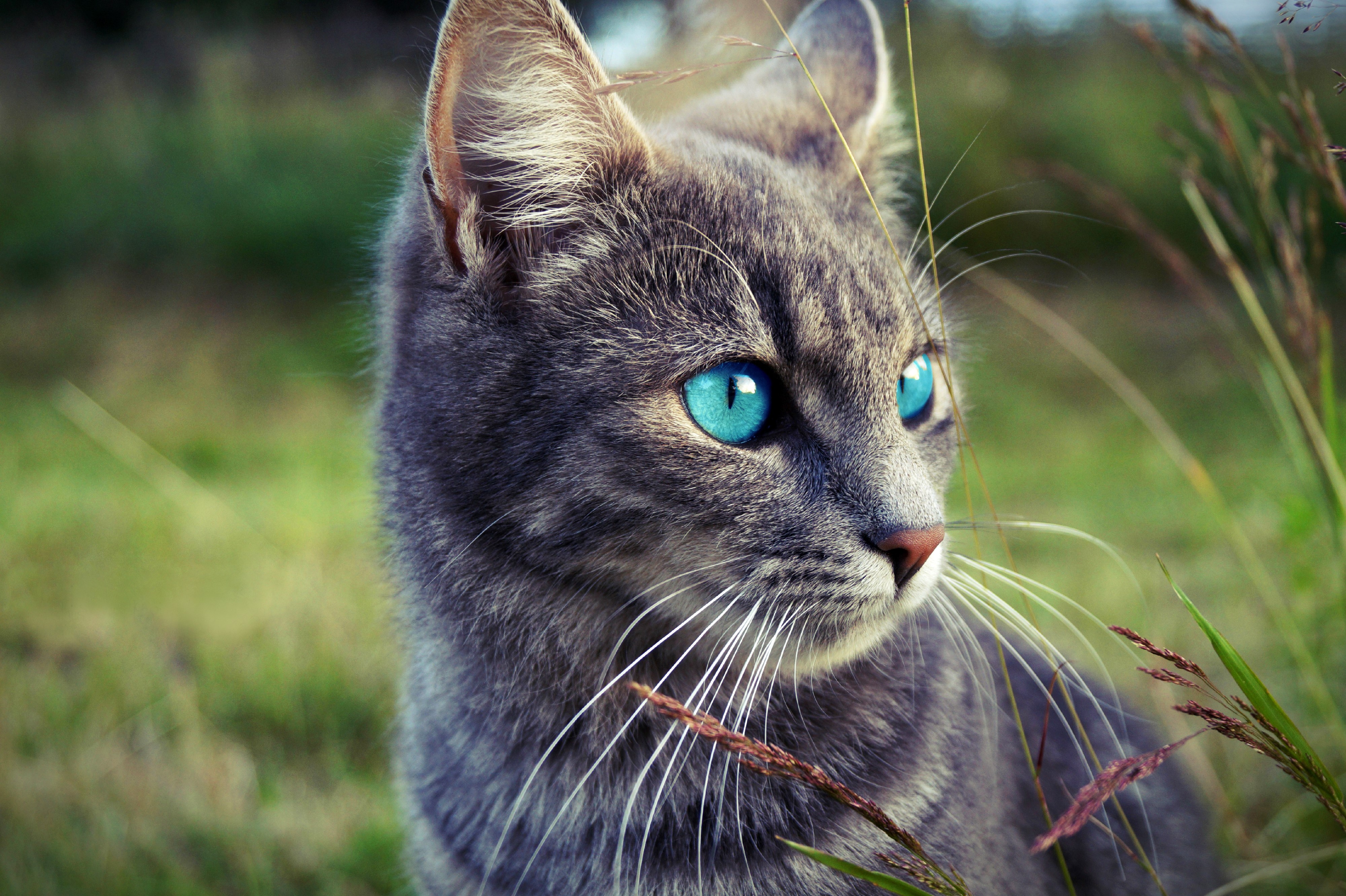 Gray tabby cat with blue eyes in grass HD Wallpaper