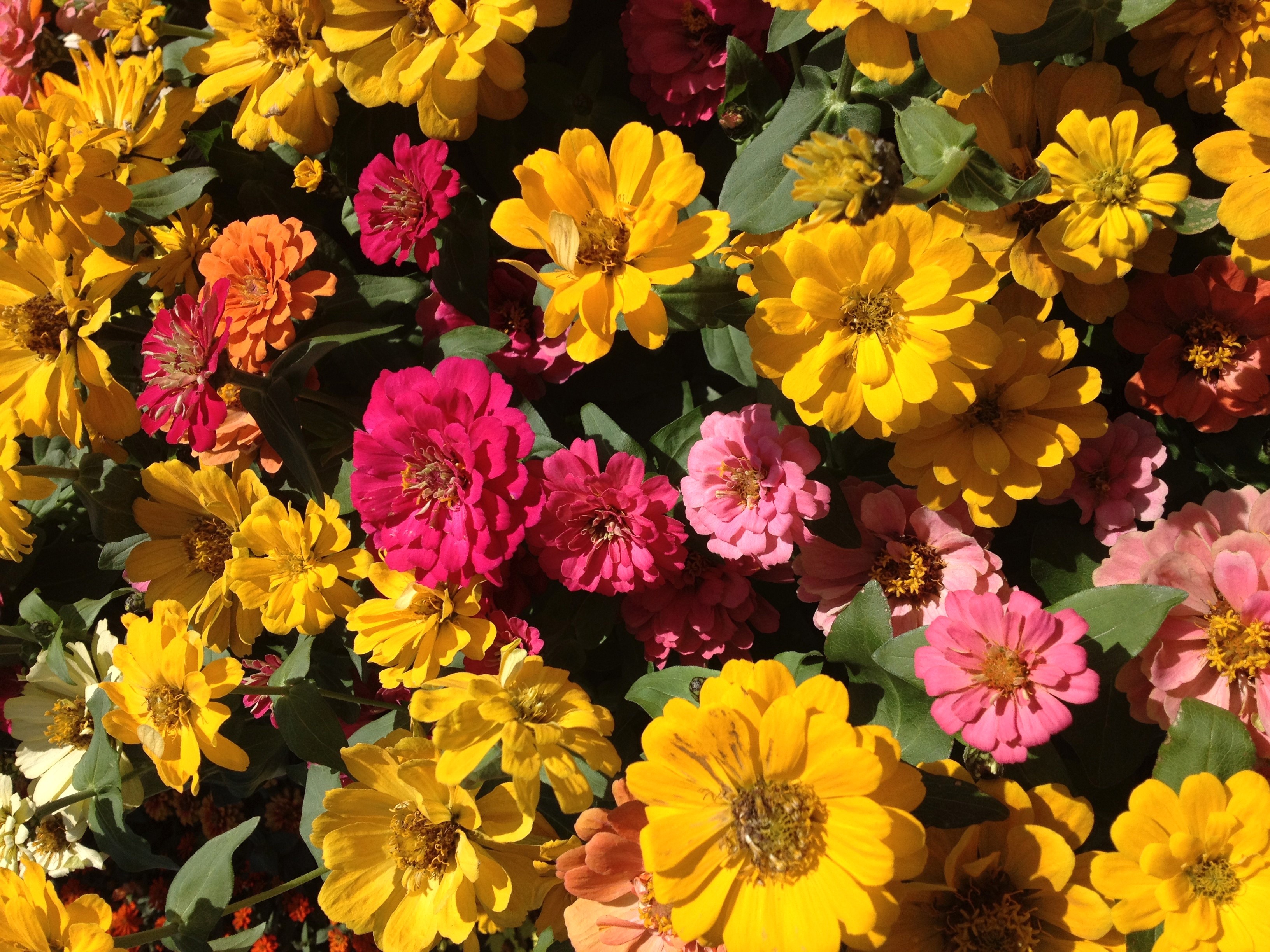 Vibrant Cluster of Colorful Zinnia Flowers HD Wallpaper