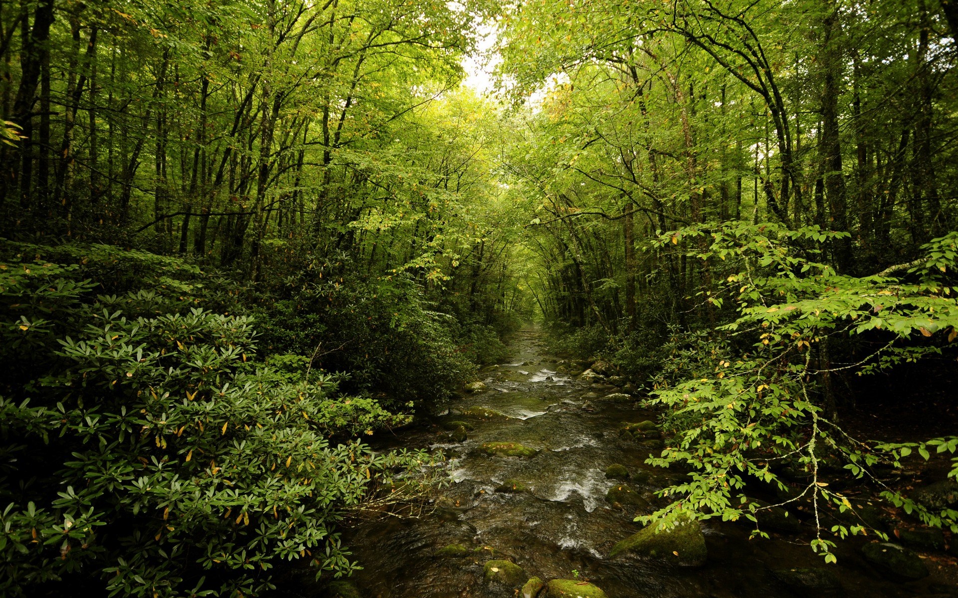 A forest stream flows through a dense green forest. HD Wallpaper
