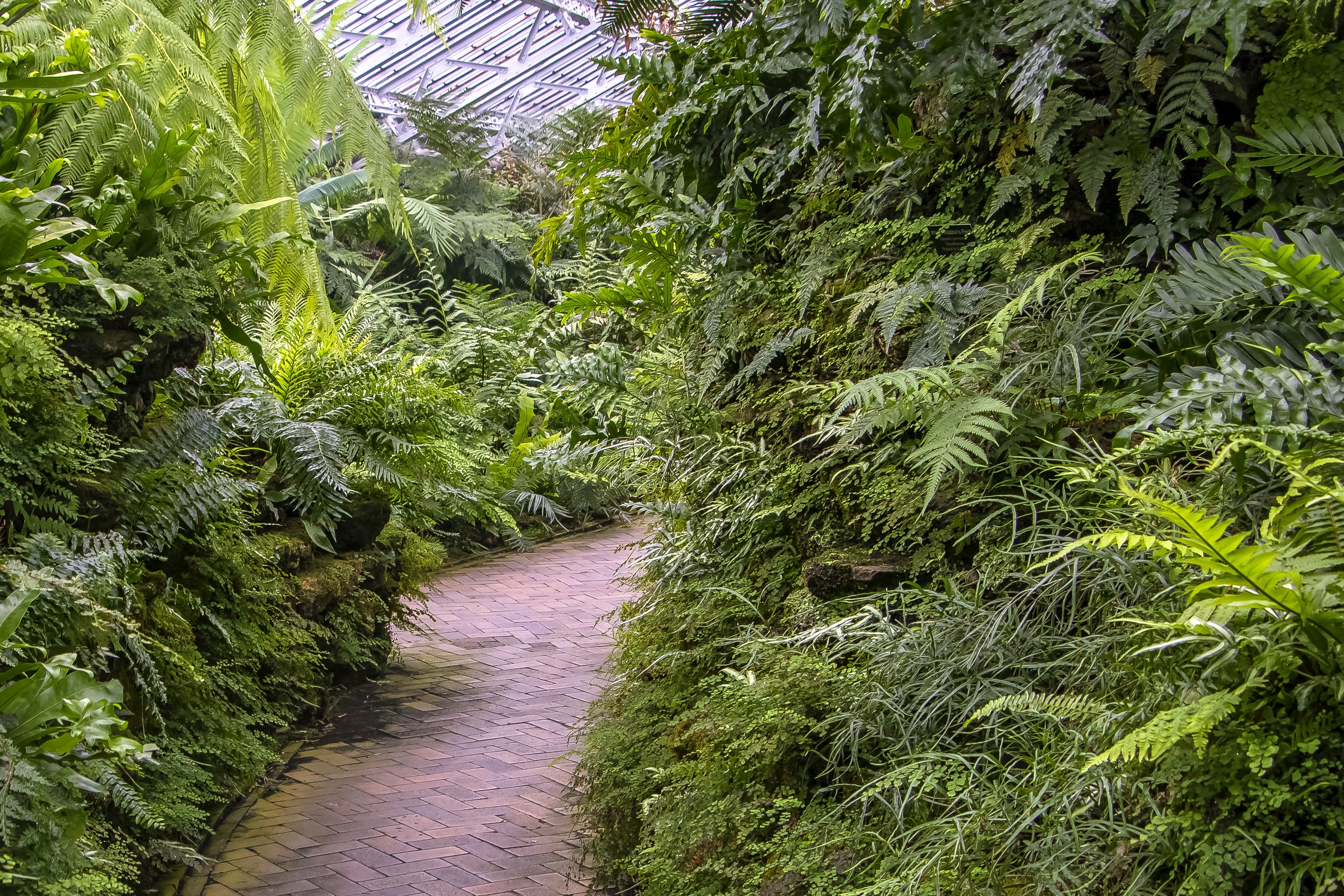Garfield Park Conservatory Ferns Path HD Wallpaper