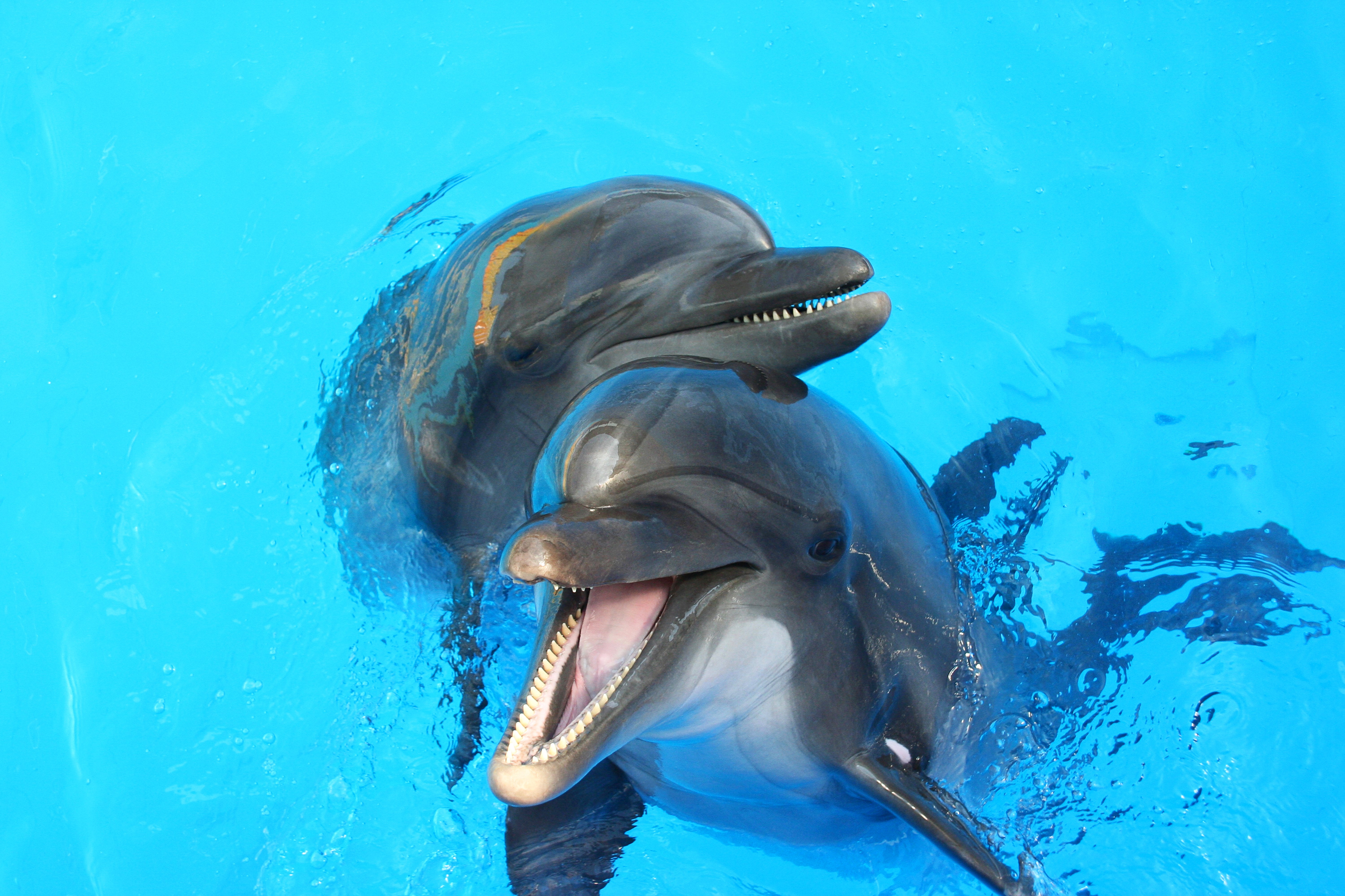 Two dolphins swimming in blue water HD Wallpaper