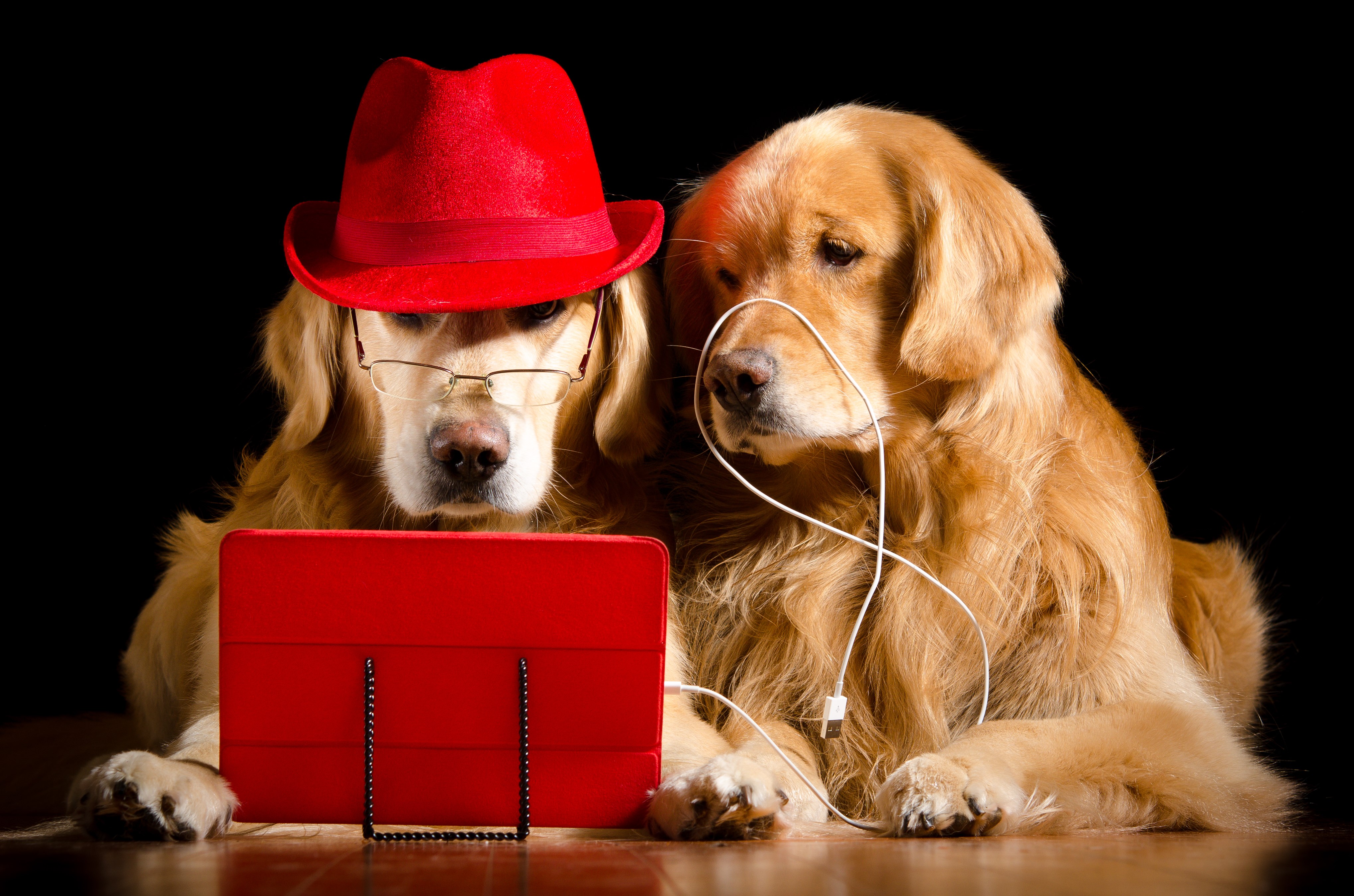 Two Golden Retrievers with a Red Hat and Glasses HD Wallpaper