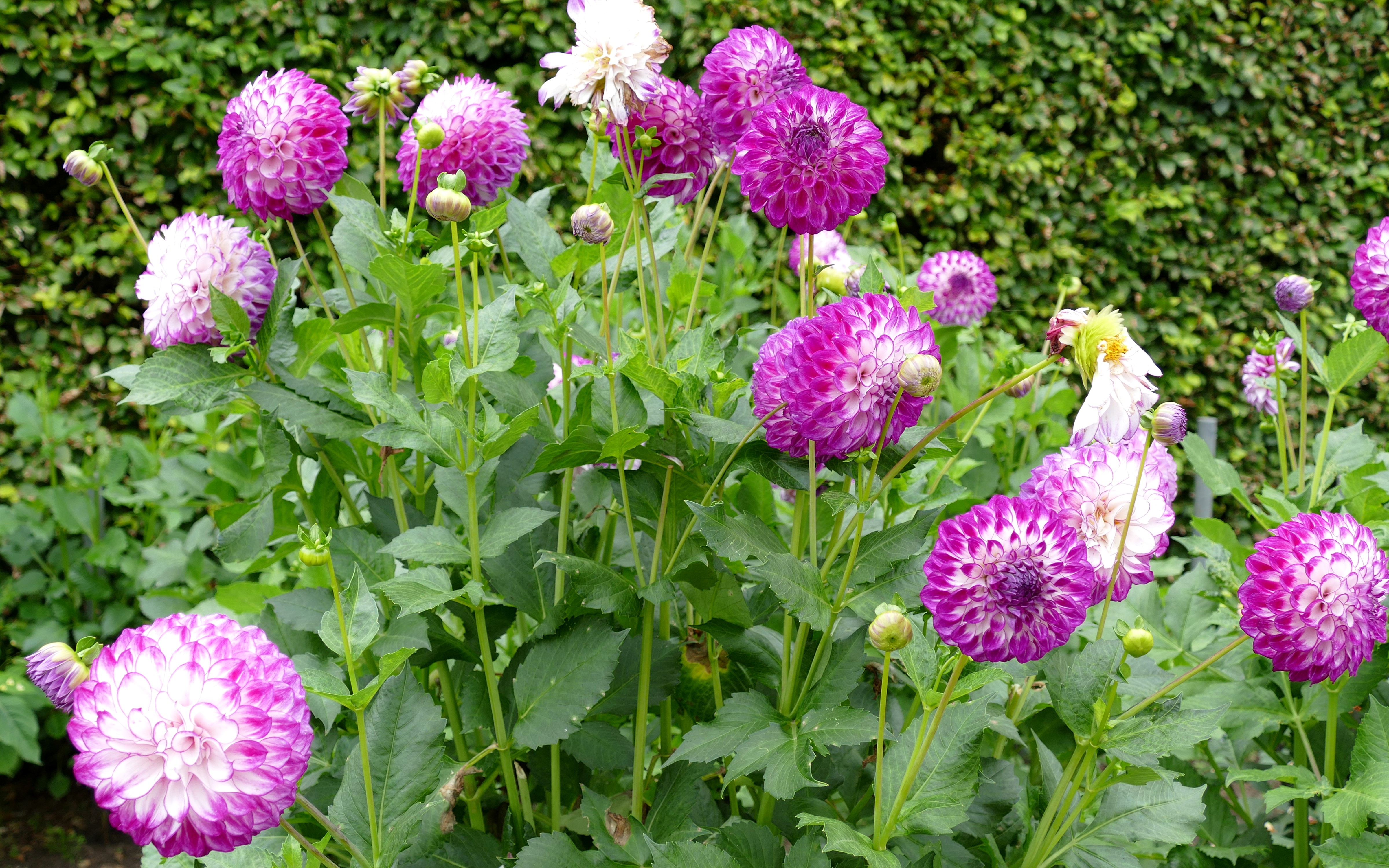 4K Dahlias with Flower Buds HD Wallpaper