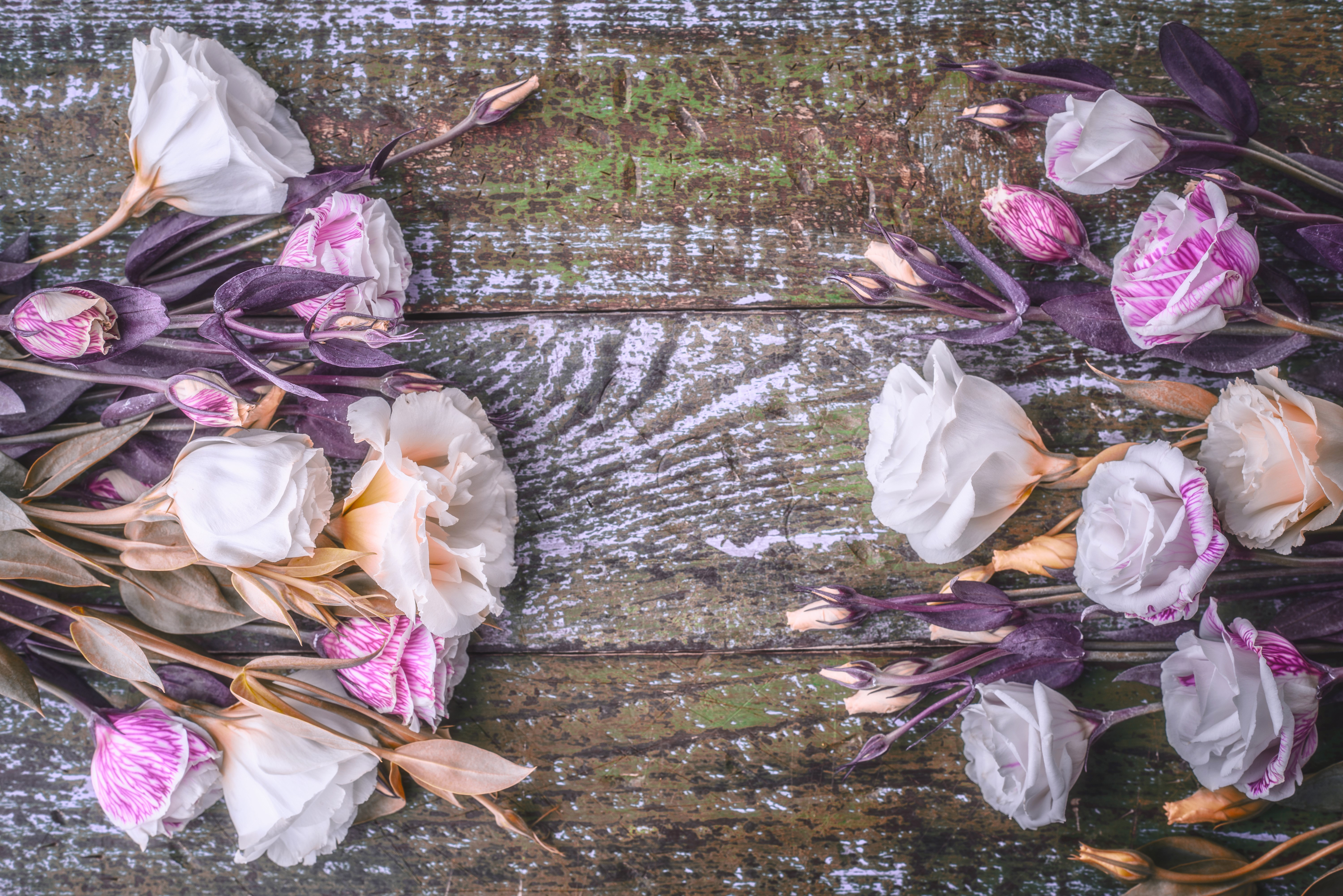 Eustoma flowers on a rustic wooden background HD Wallpaper
