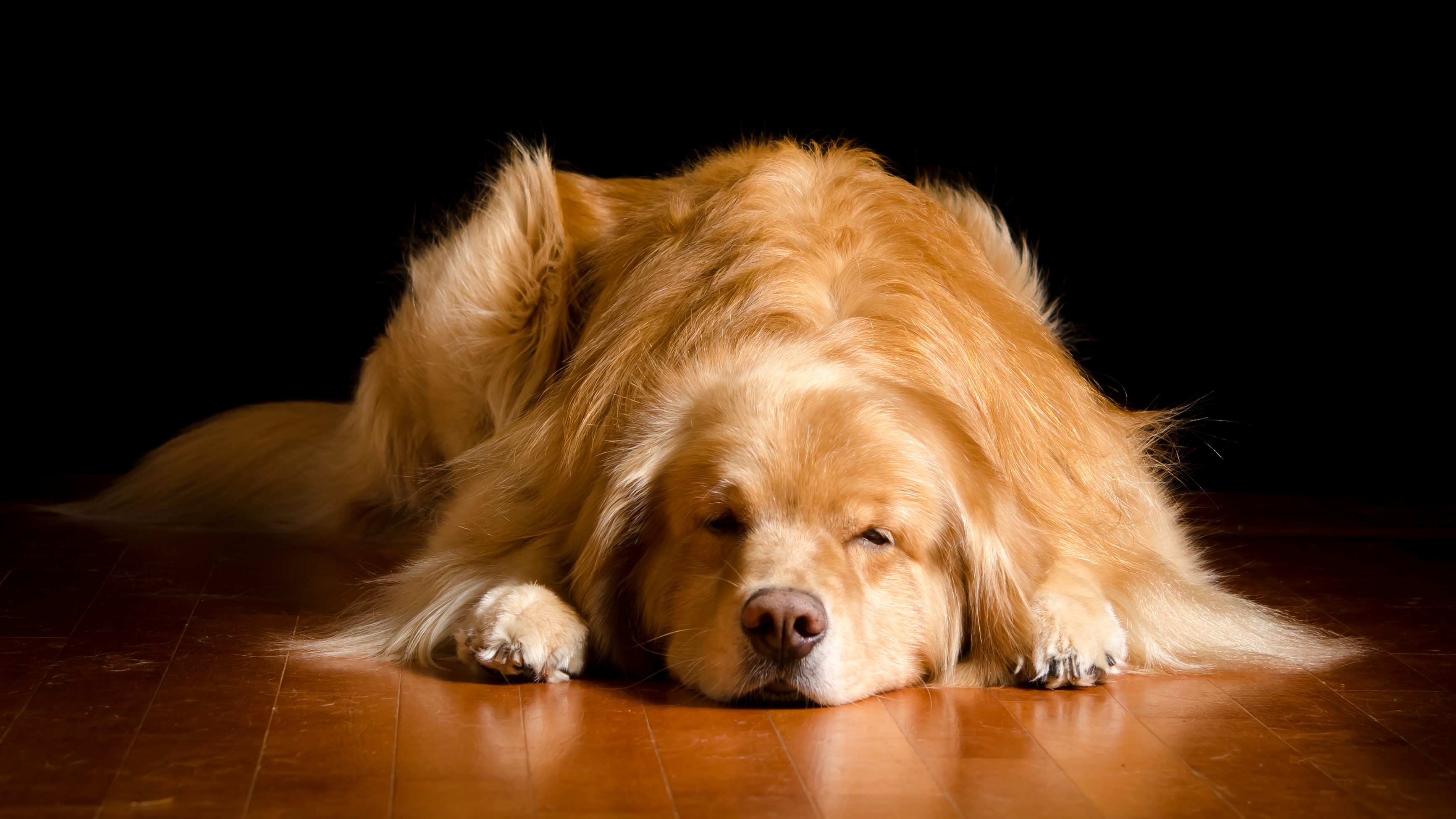 Golden Retriever dog sleeping on wooden floor HD Wallpaper
