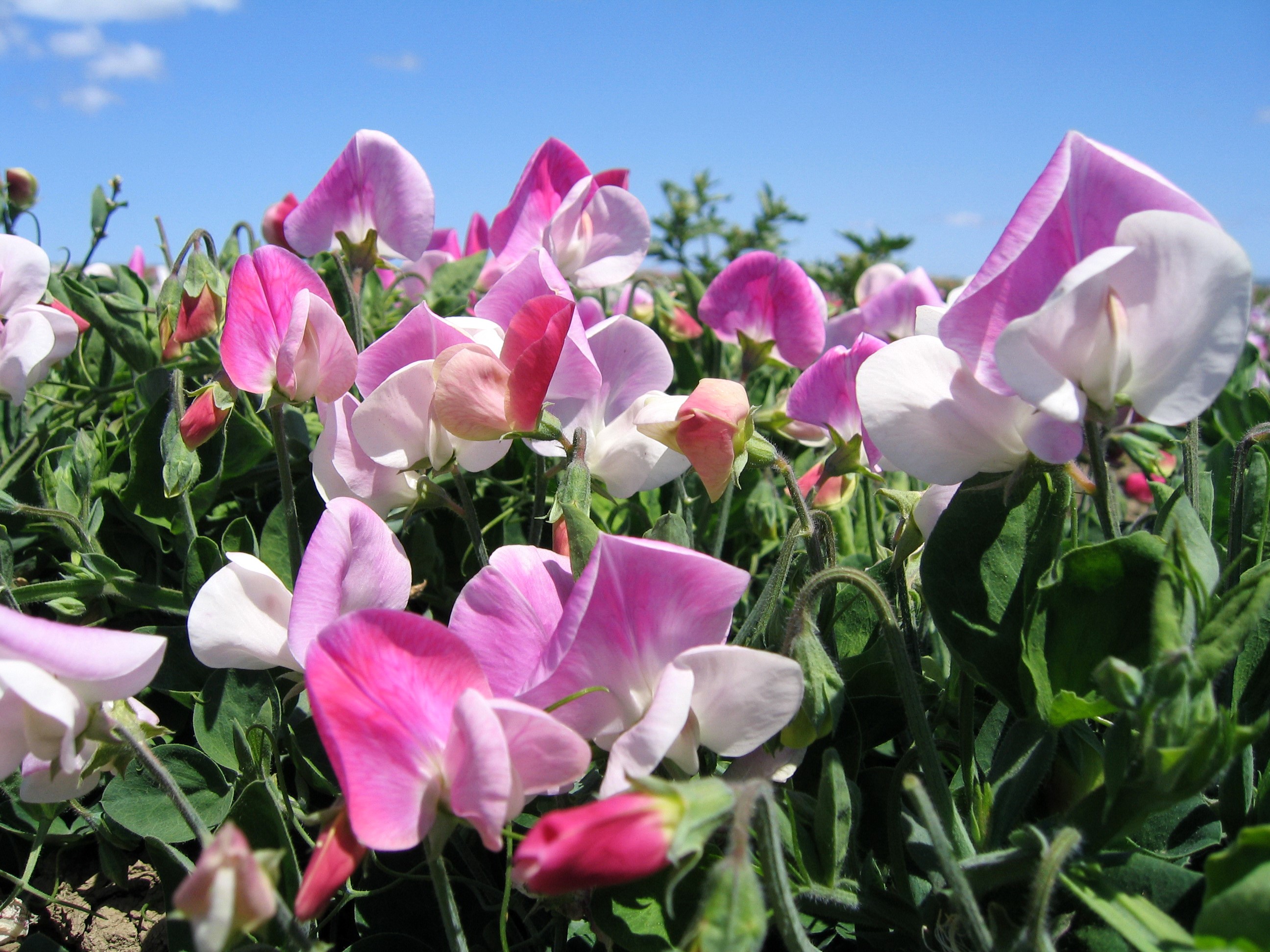 Sweet pea flowers in bloom HD Wallpaper