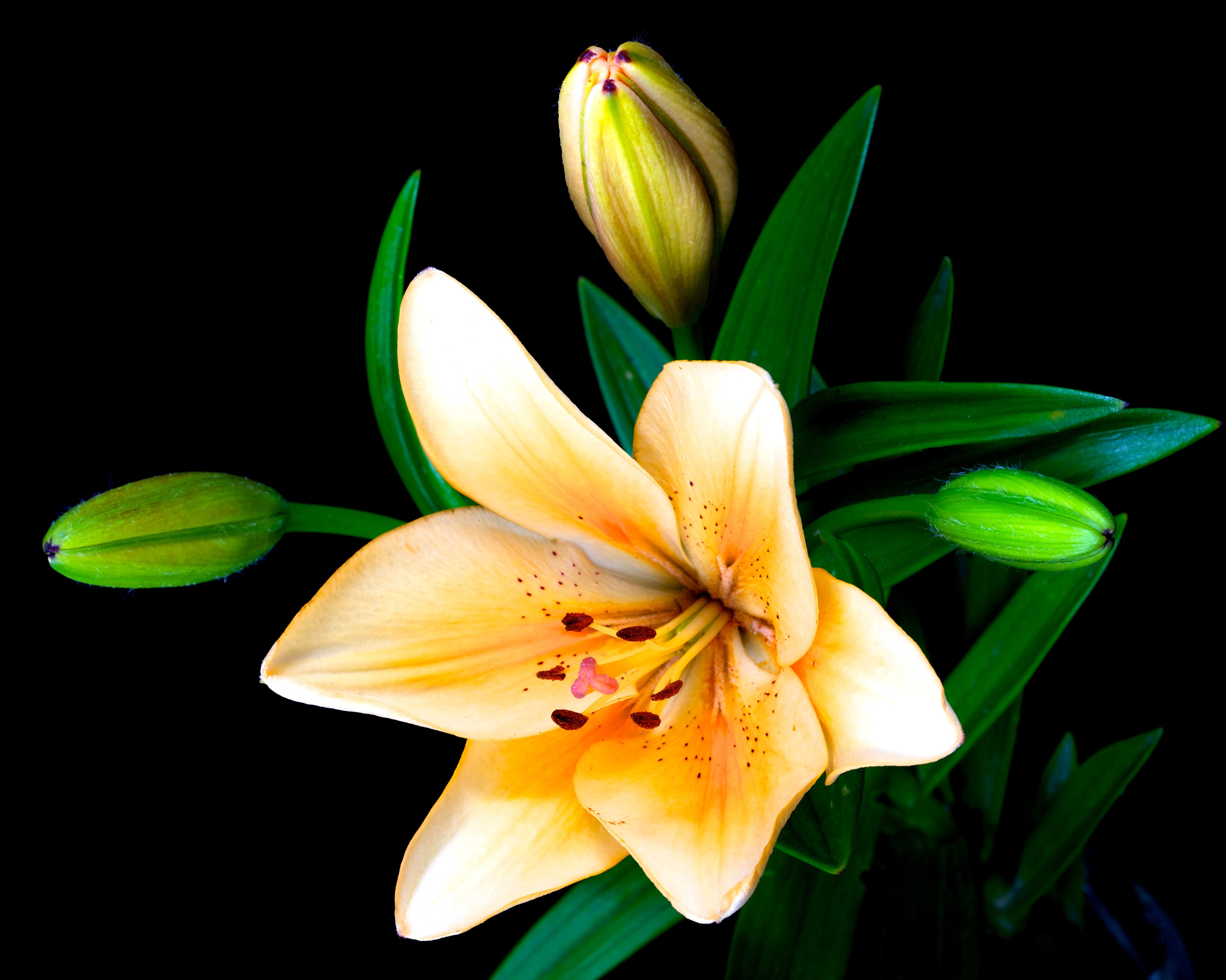 Close-up of a yellow lily with buds on a black background HD Wallpaper