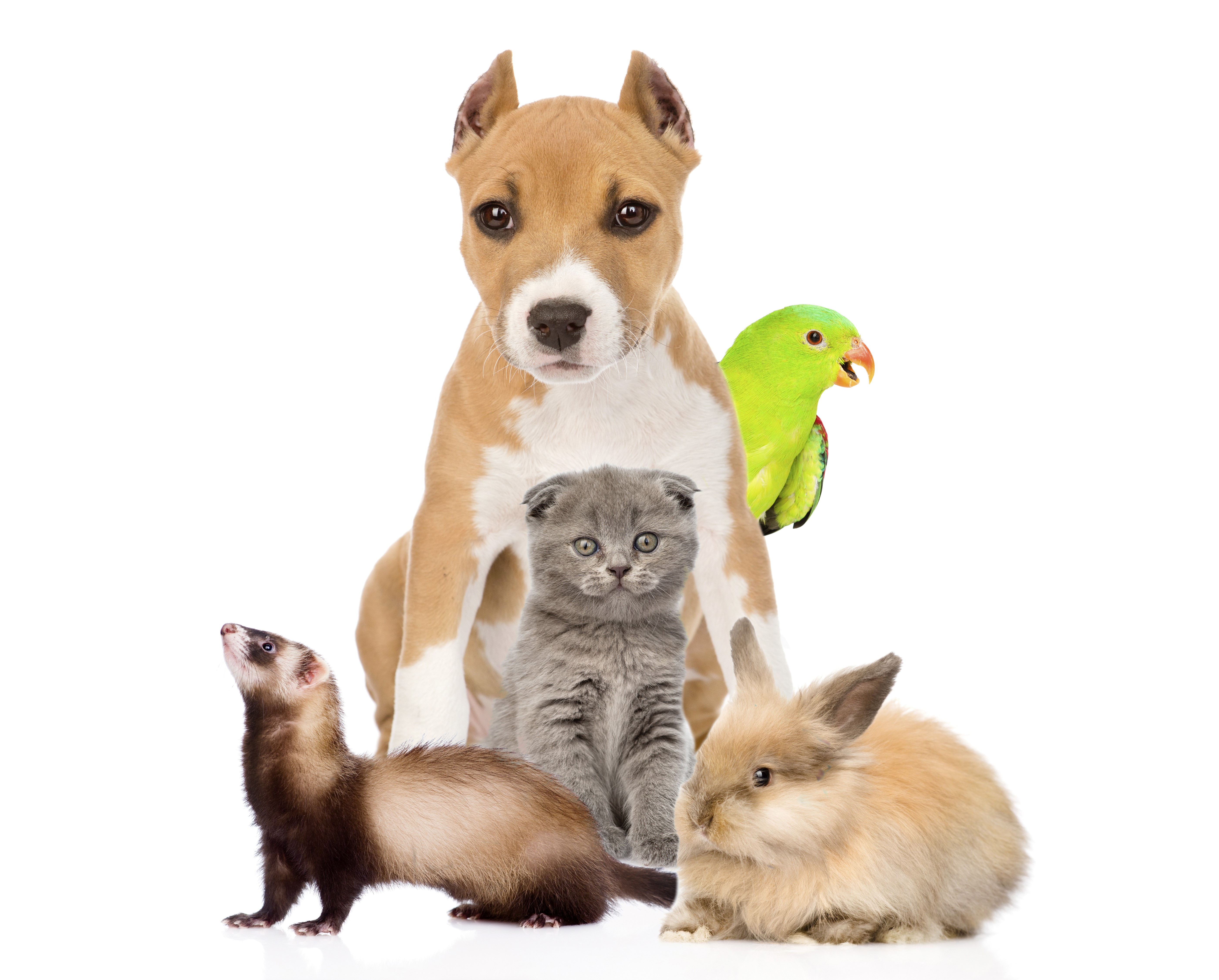 Dog, Kitten, Ferret, Rabbit, and Parrot HD Wallpaper