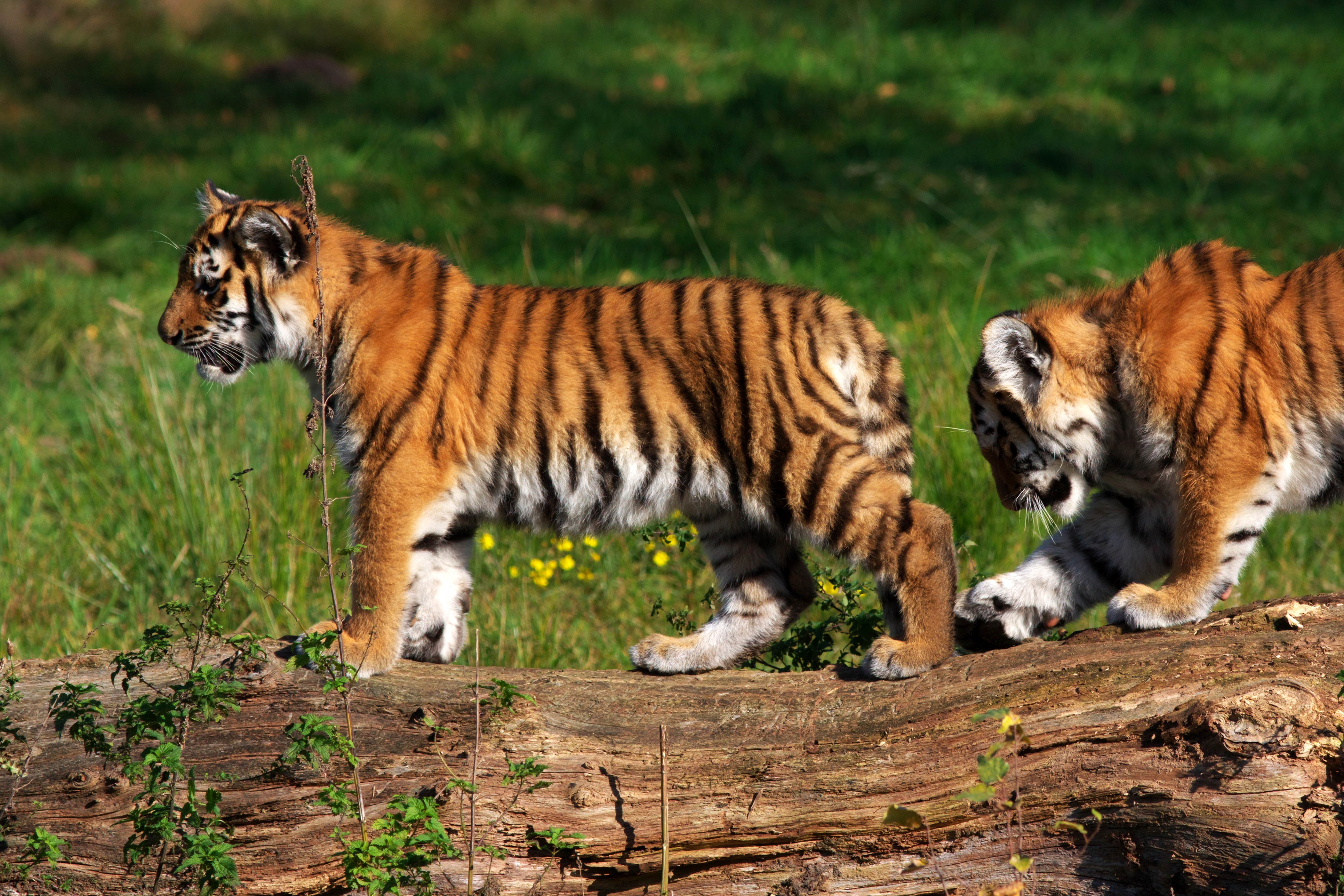 Two tiger cubs on a log HD Wallpaper