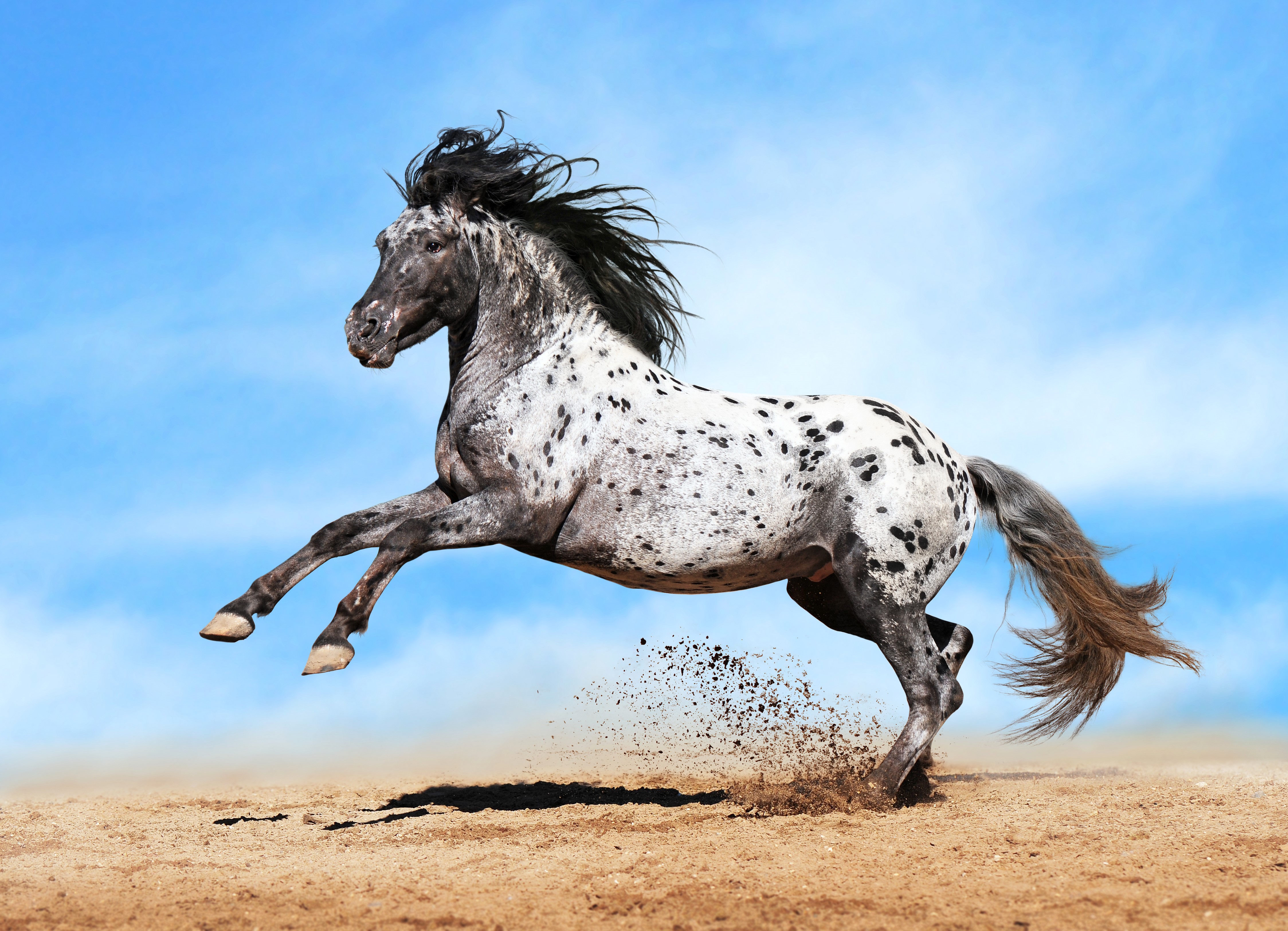 Appaloosa horse running in the sand HD Wallpaper
