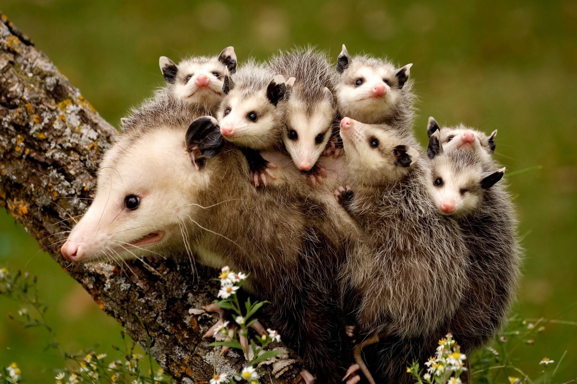 Mother Opossum with Cubs on a Tree Branch HD Wallpaper