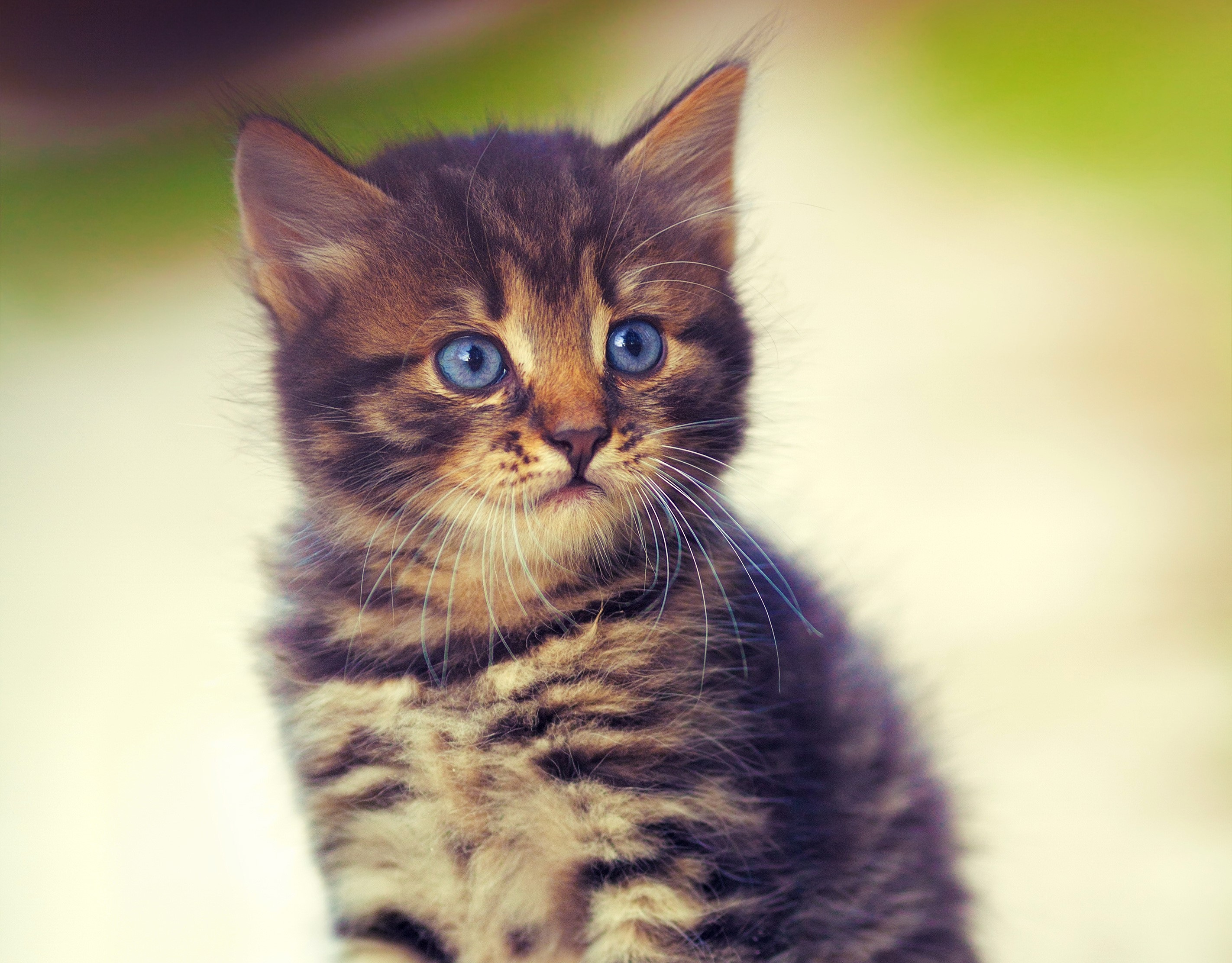 Tabby kitten with blue eyes looking to the side HD Wallpaper