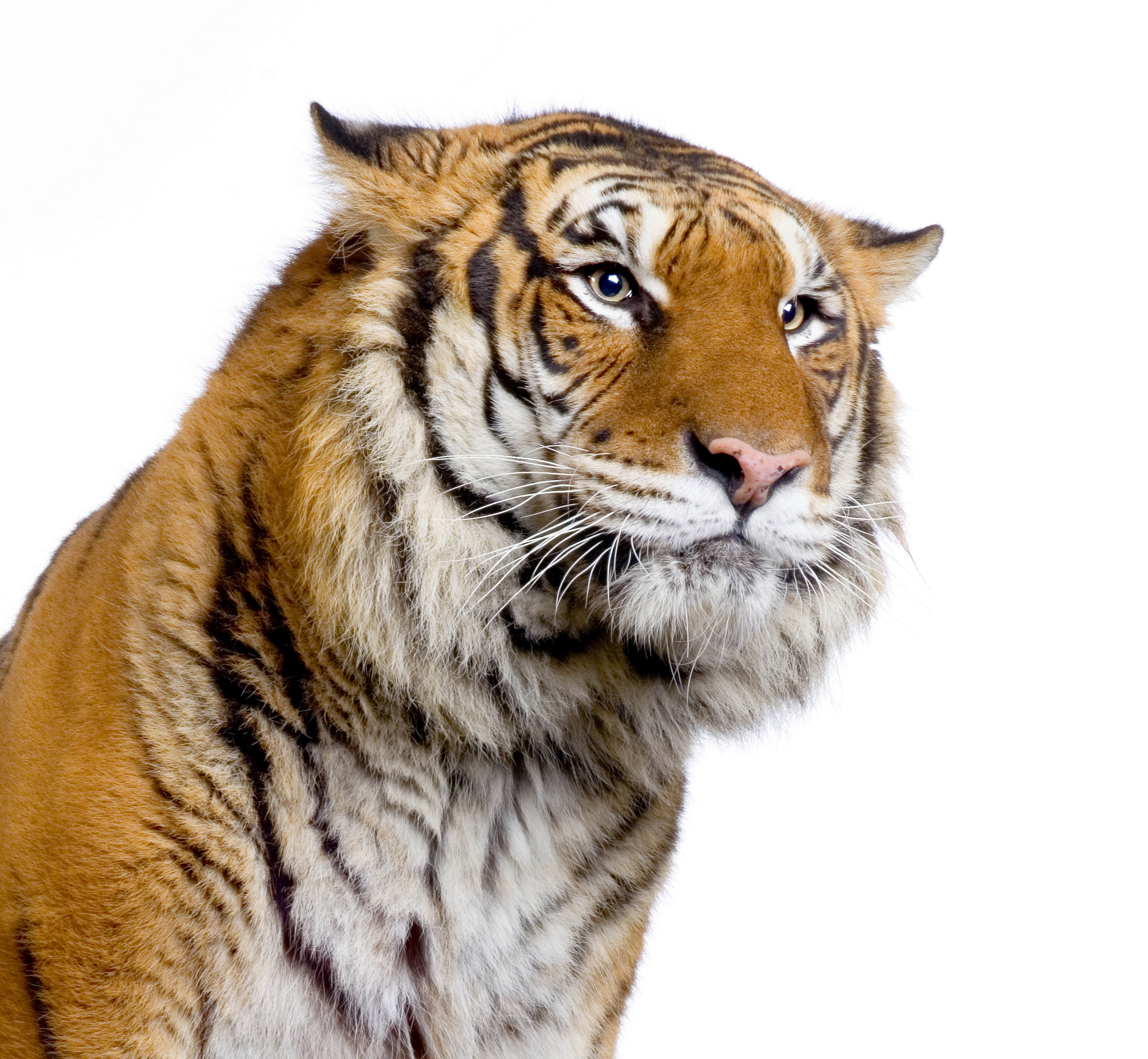 Tiger portrait on white background HD Wallpaper
