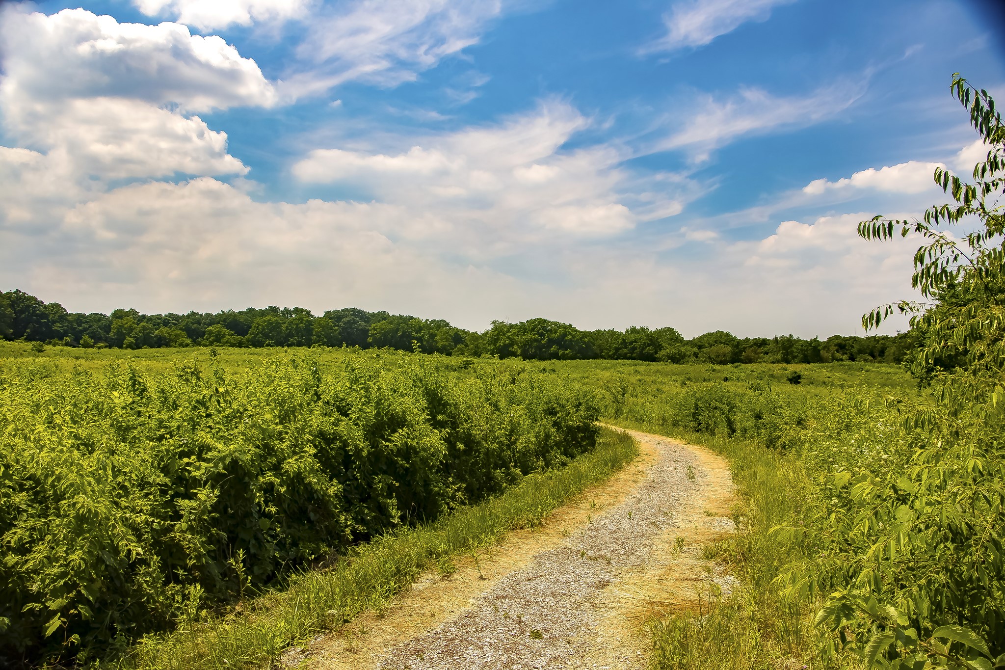 Gravel path through a field at Morton Arboretum HD Wallpaper