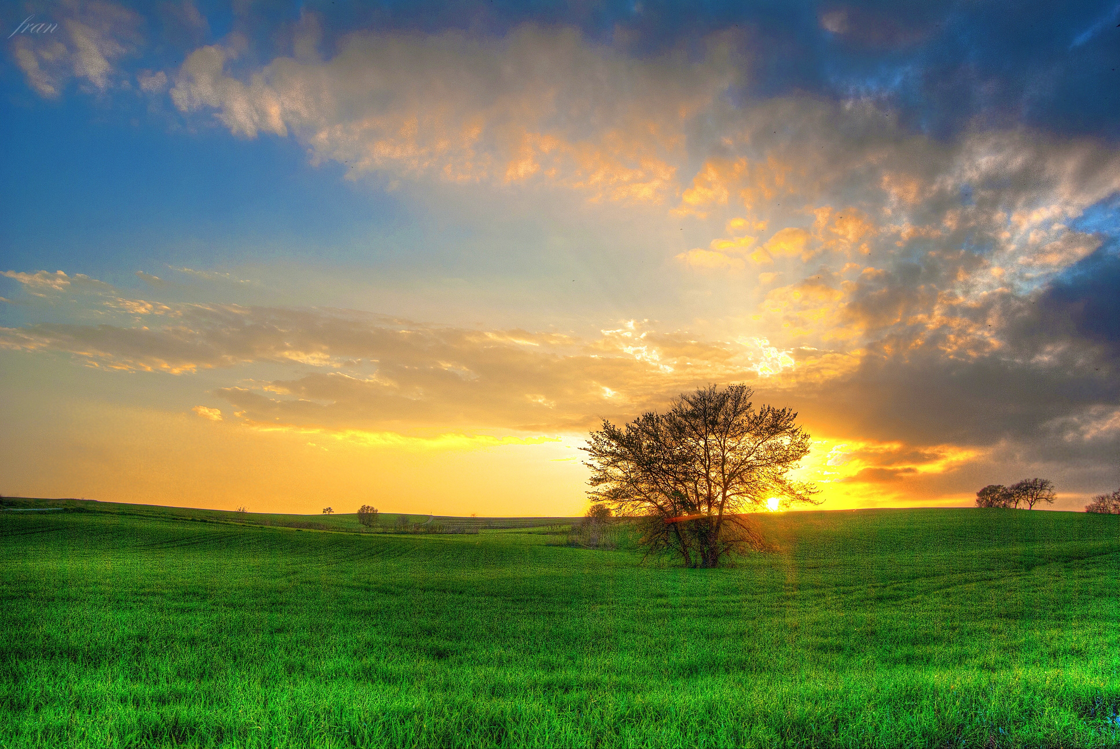 Green fields at sunset with a lone tree HD Wallpaper