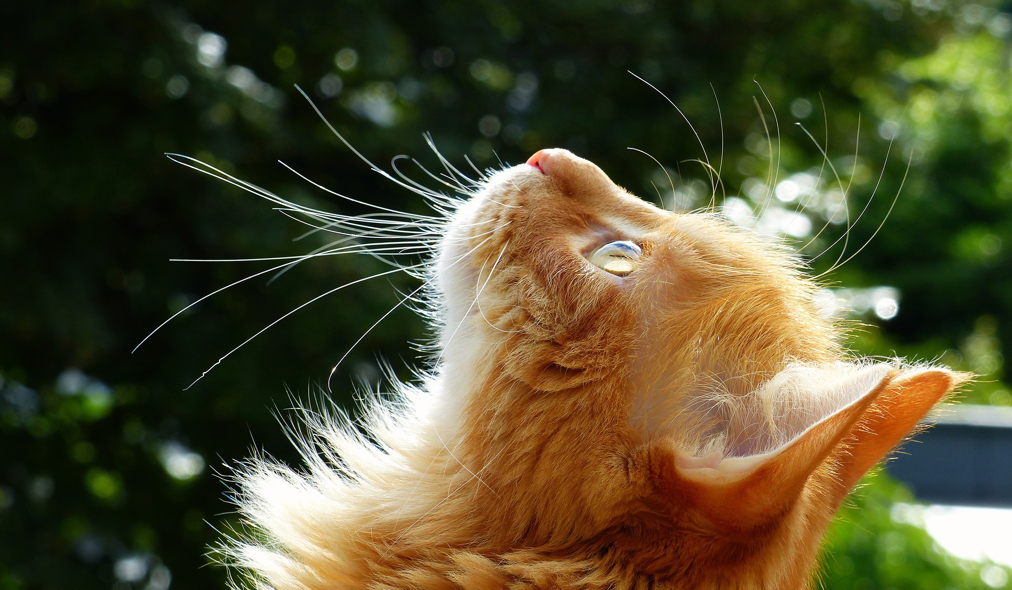 Ginger cat with long whiskers looking up HD Wallpaper