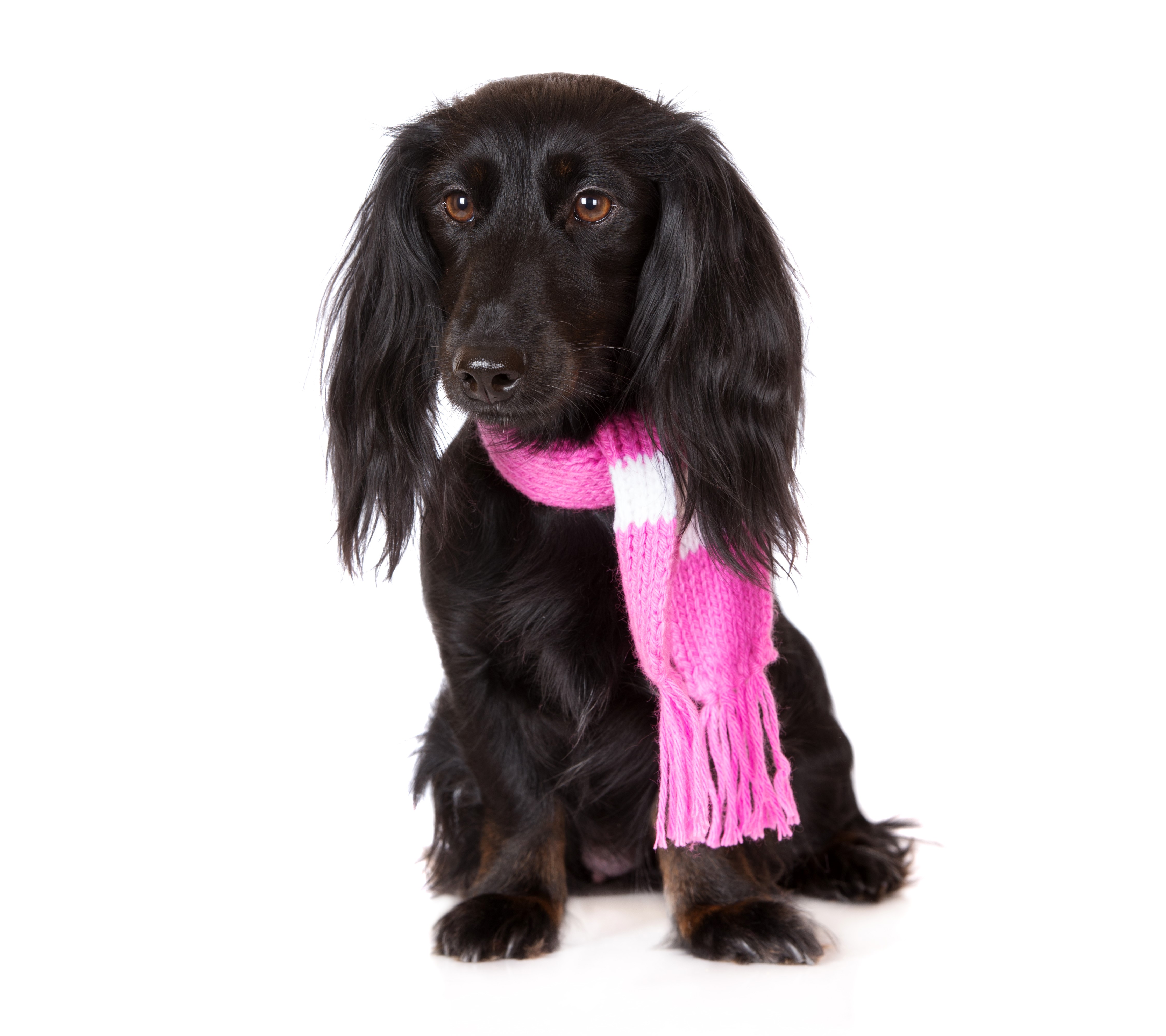 Black Dachshund wearing a pink and white scarf HD Wallpaper