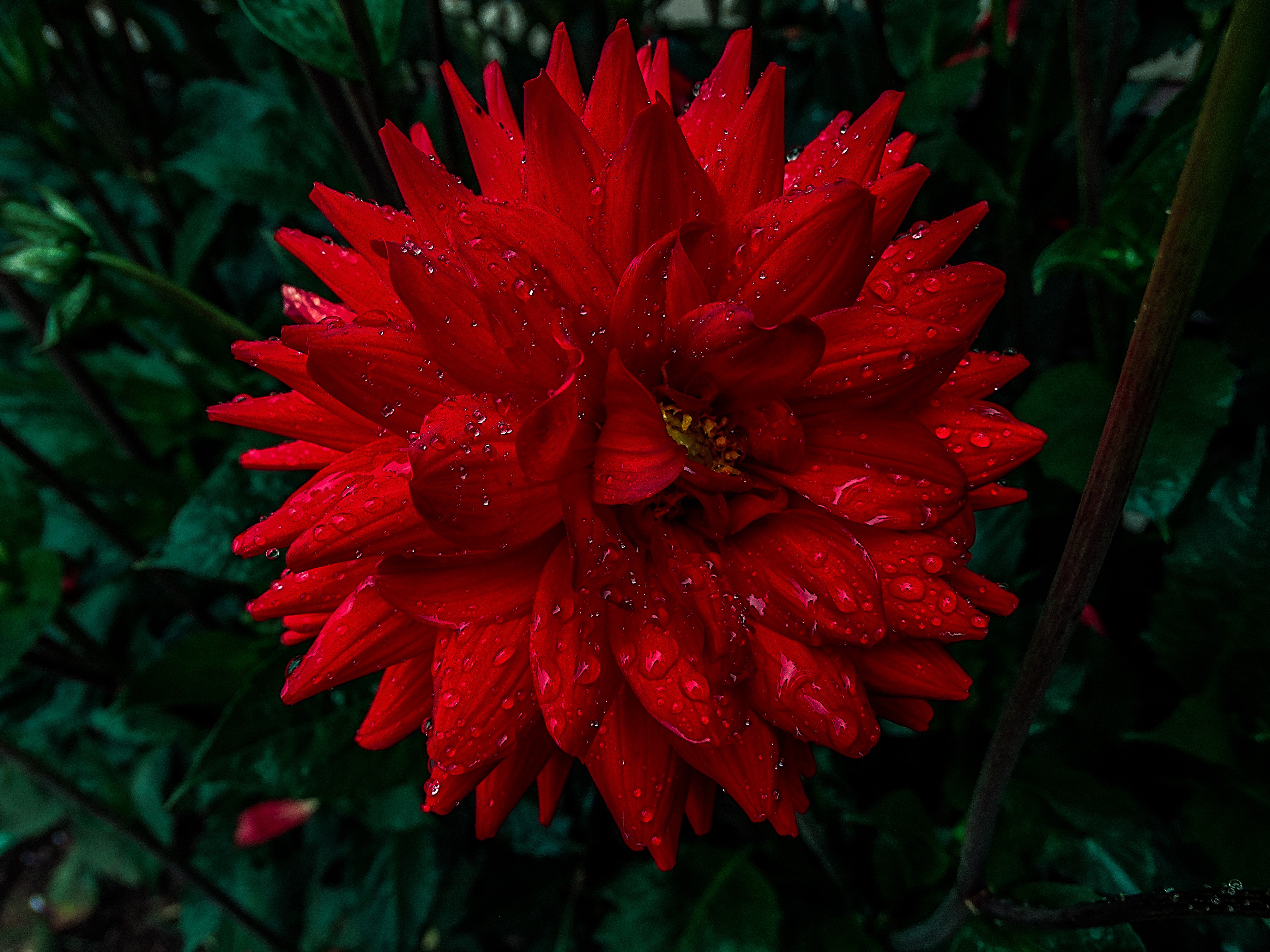Red Dahlia flower with water drops HD Wallpaper