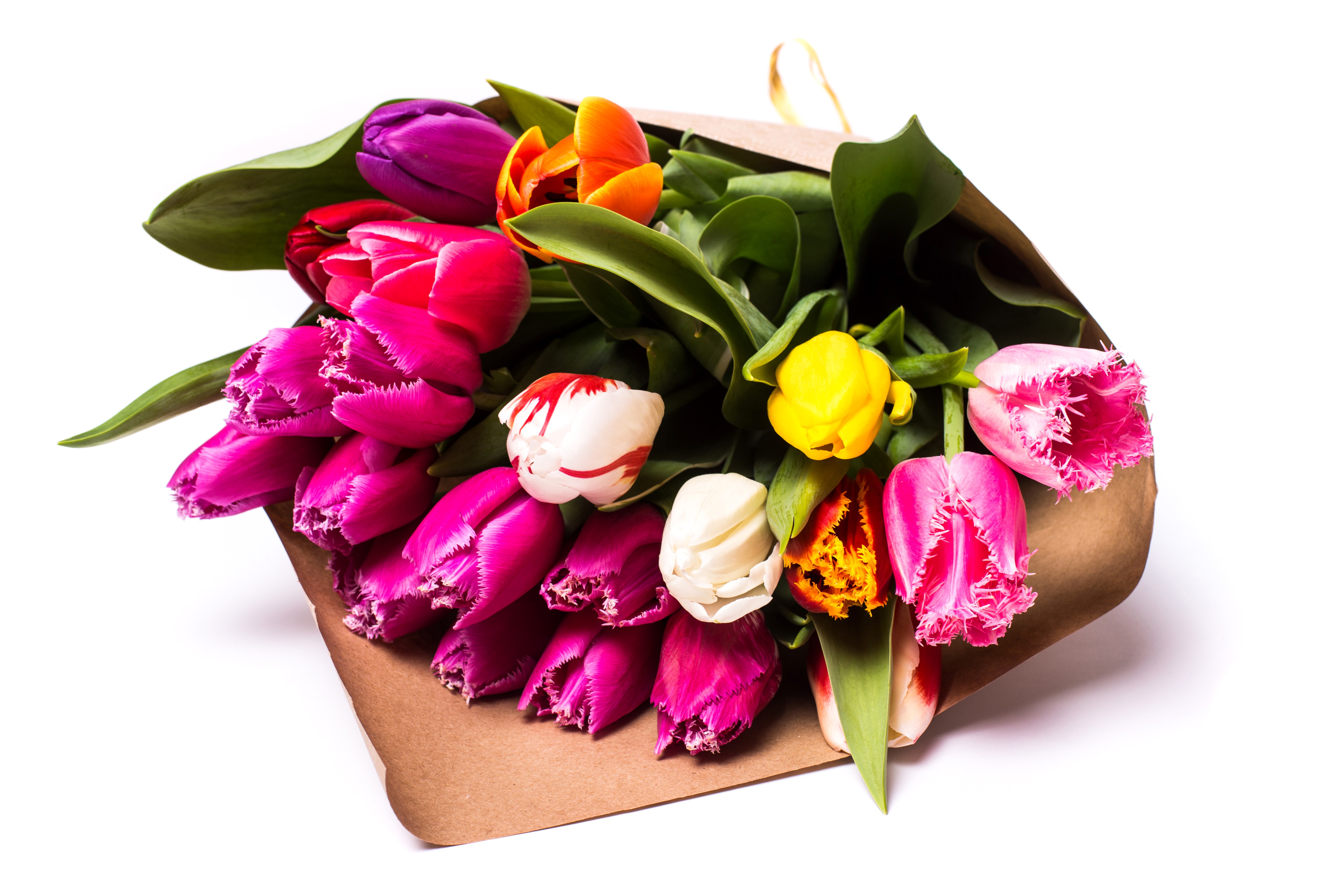 Bouquet of colorful tulips on a white background HD Wallpaper