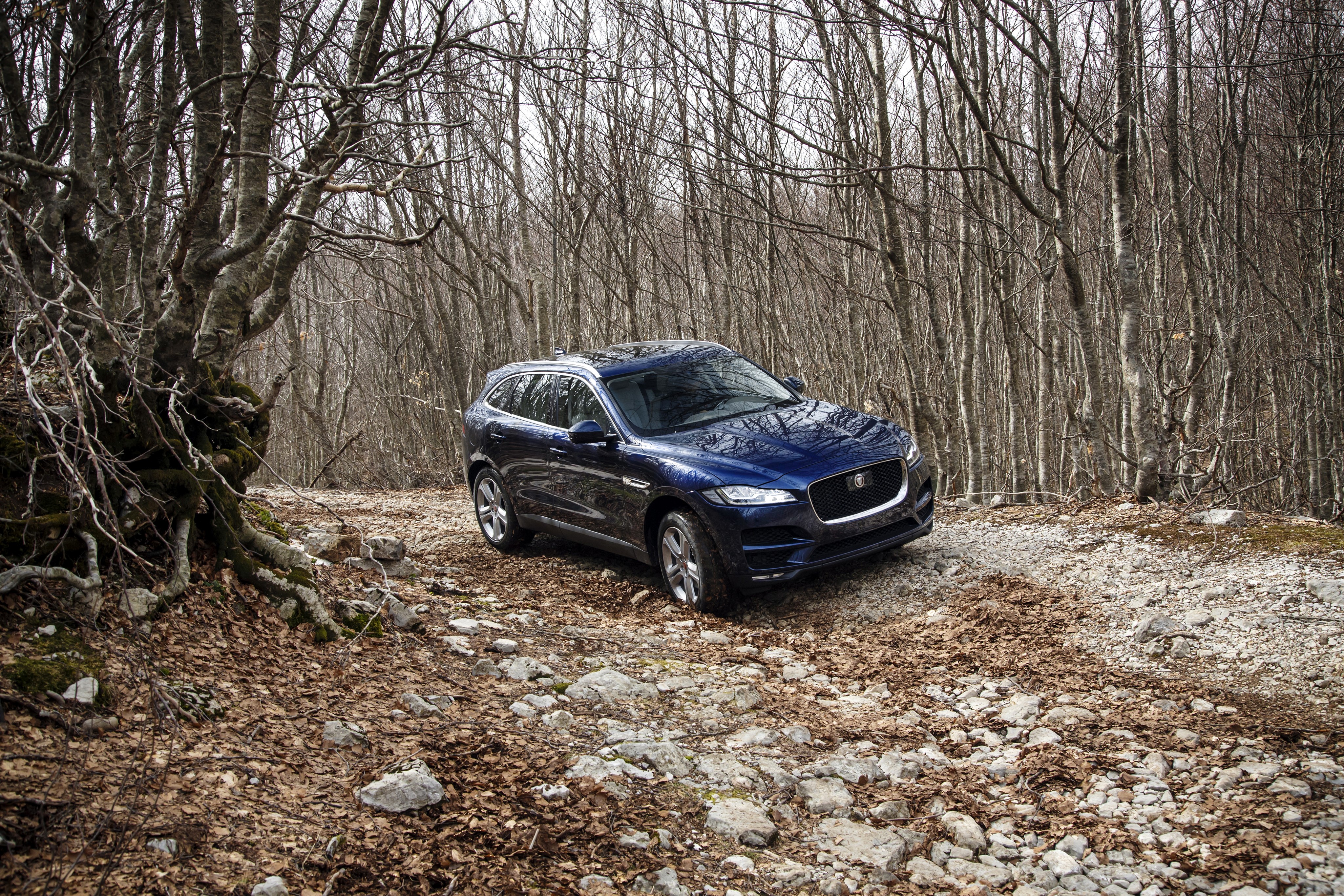 2016 Jaguar F-Pace Portfolio in forest HD Wallpaper