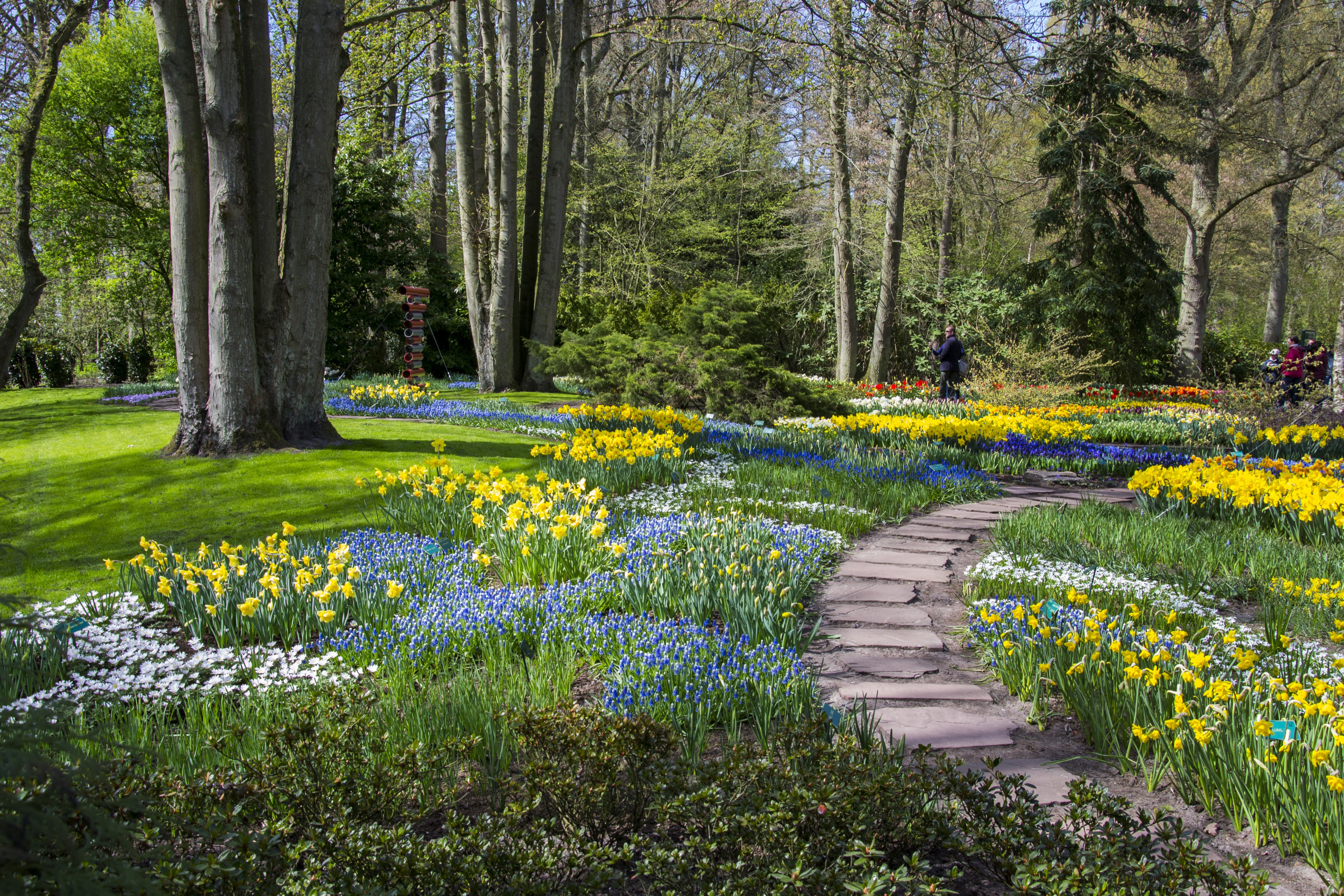 Keukenhof Gardens, Netherlands with Daffodils and Trees HD Wallpaper