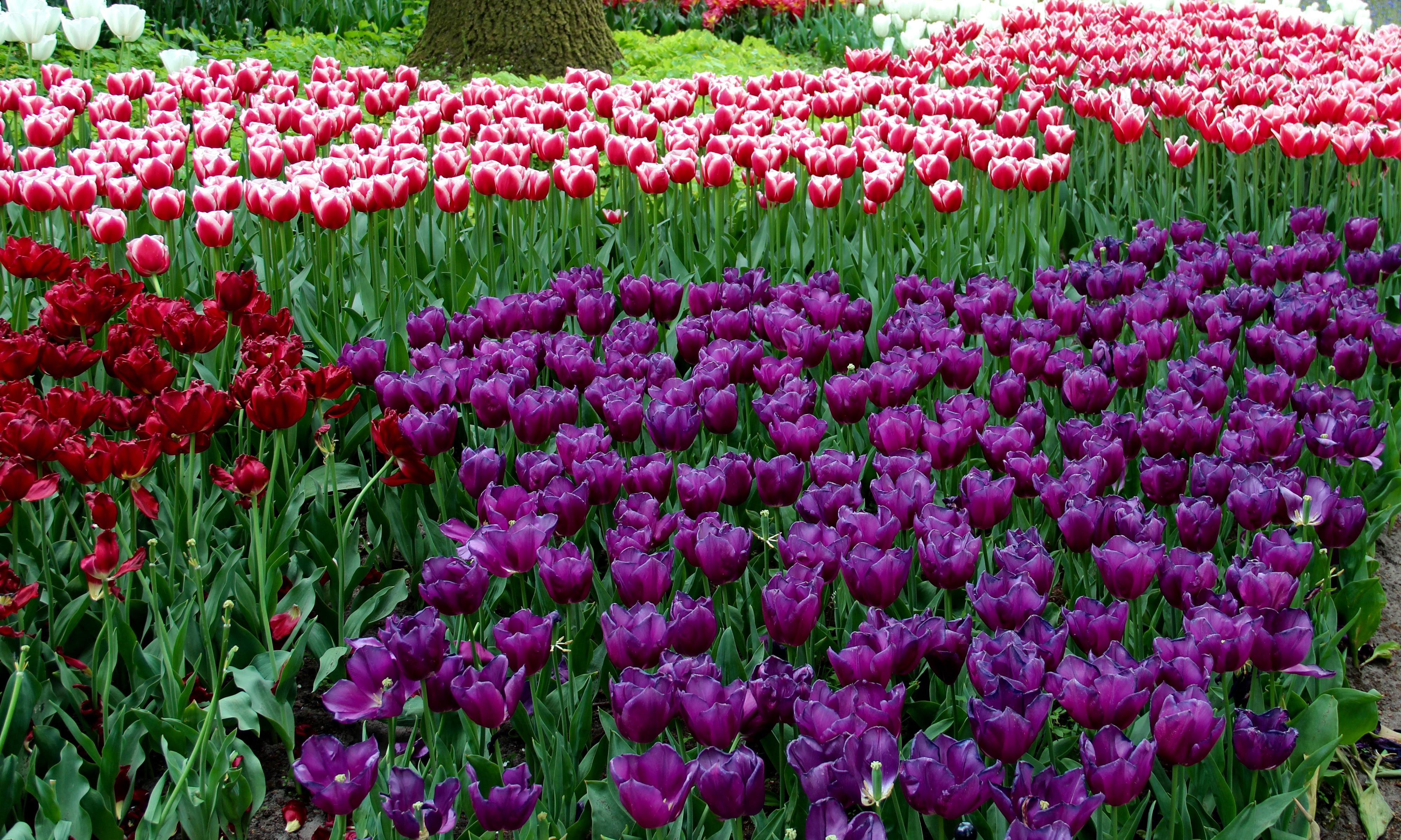 4K Tulips HD Wallpaper