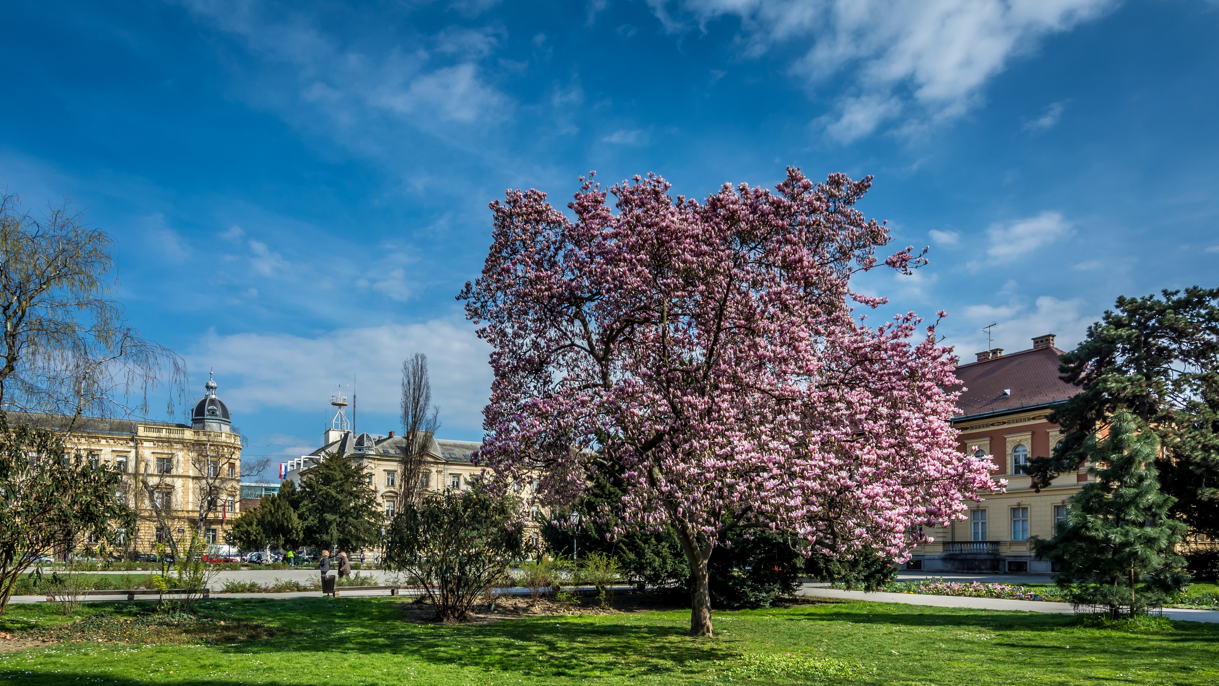 Magnolia tree in bloom in front of buildings in Zagreb, Croatia HD Wallpaper