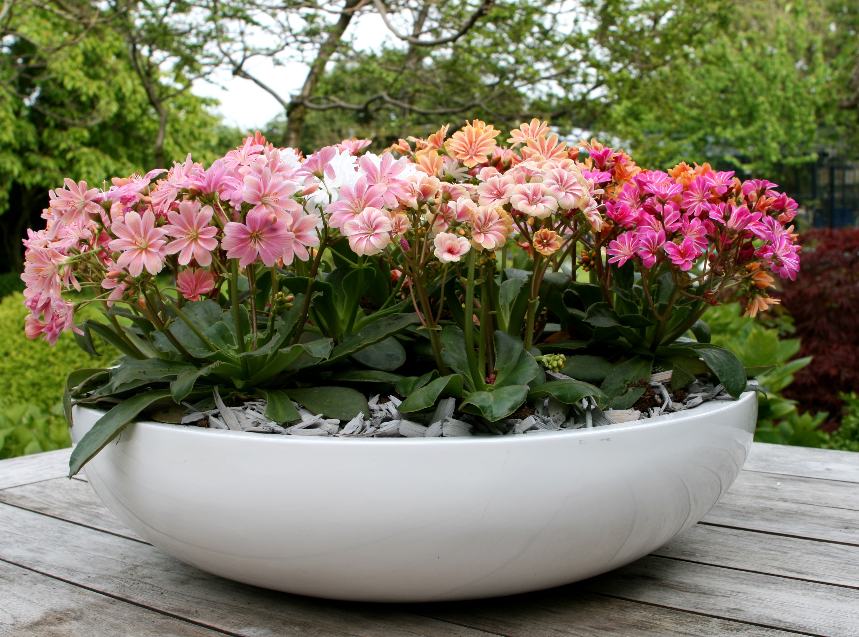 Lewisia flowers in a white planter on a wooden table HD Wallpaper