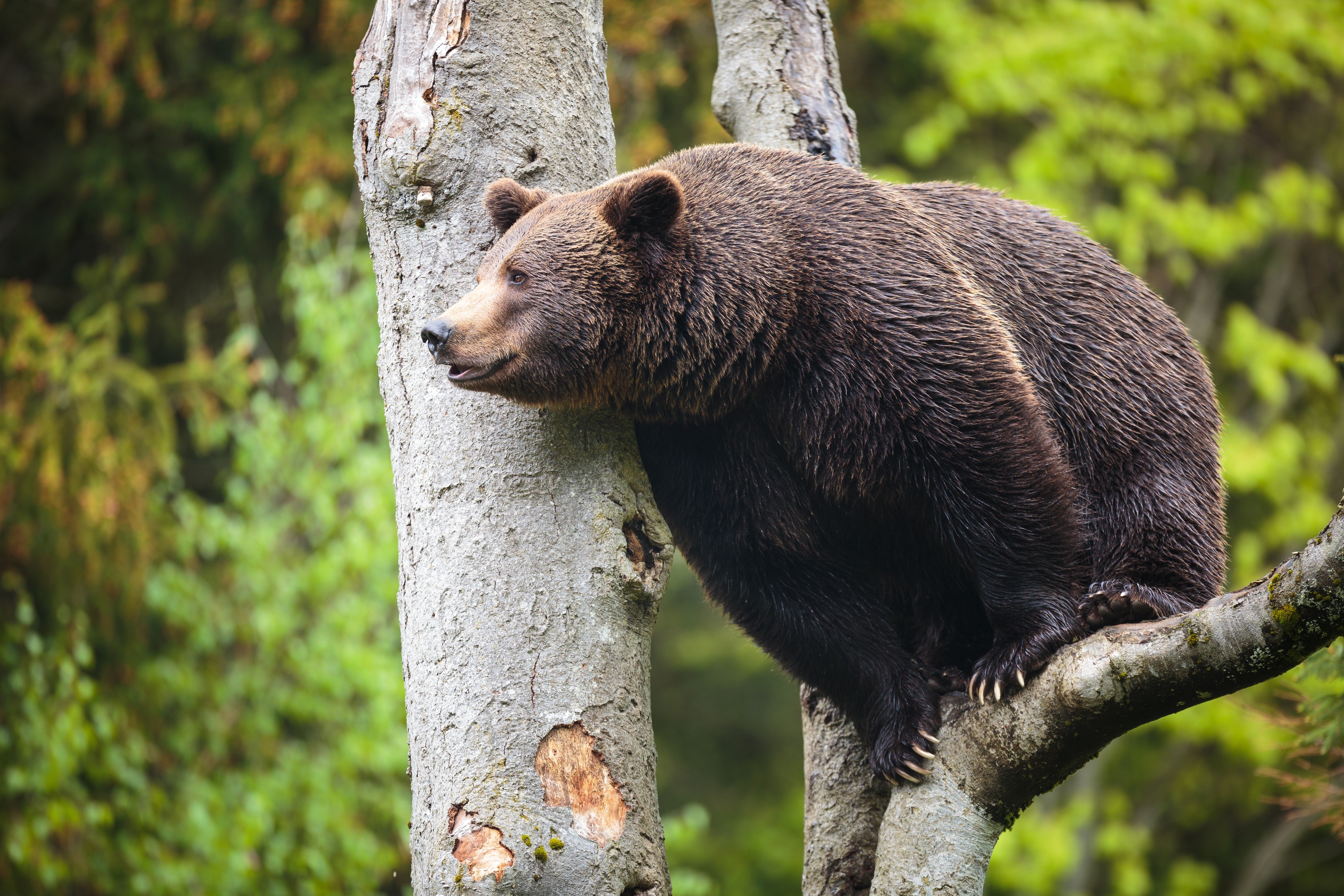 Brown Bear Sitting on a Tree Trunk HD Wallpaper