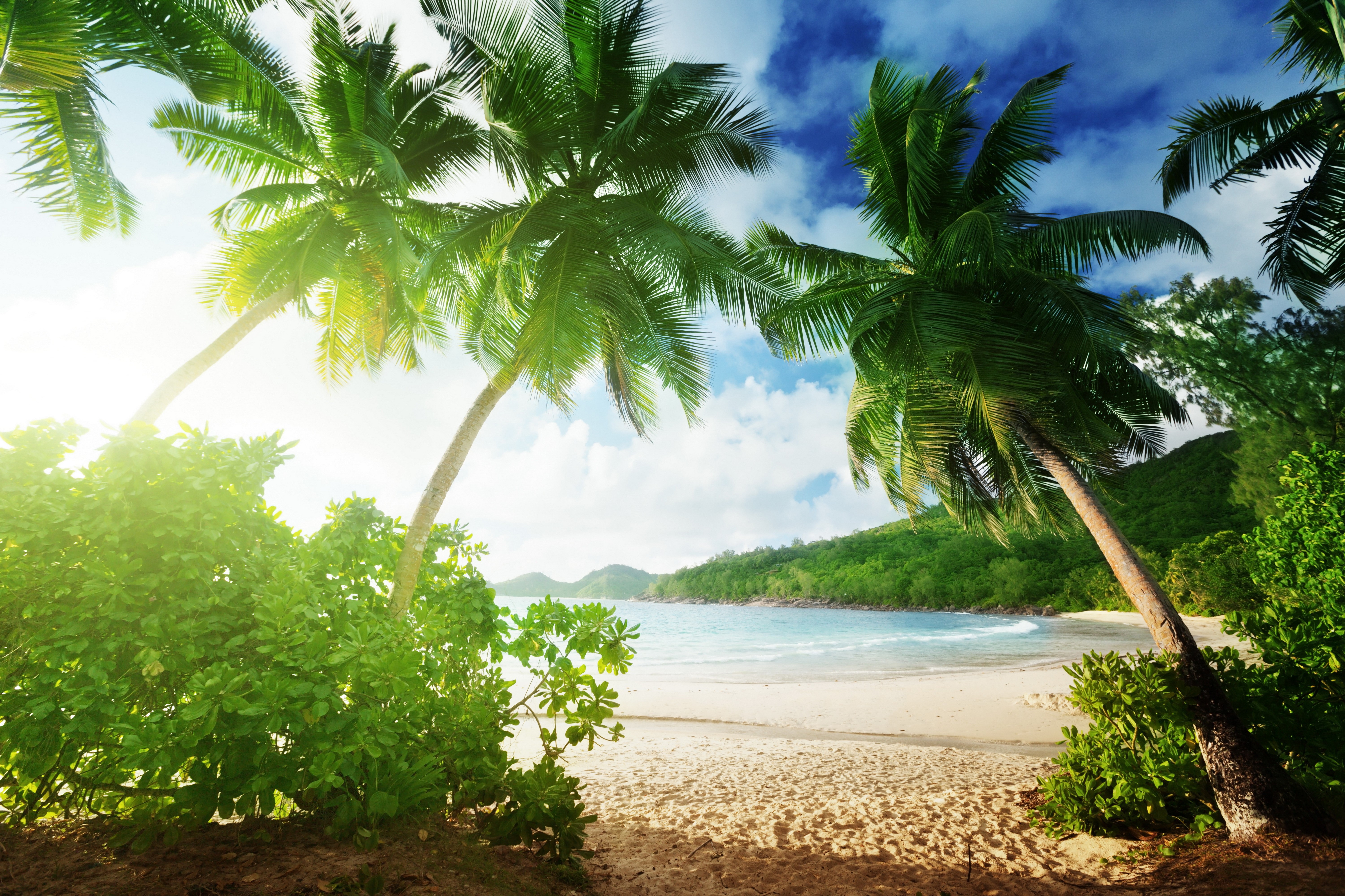 Tropical beach with palm trees and ocean HD Wallpaper